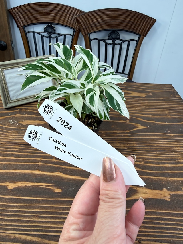 ★2024　カラテア　ホワイトフュージョン(3.5号ポット）