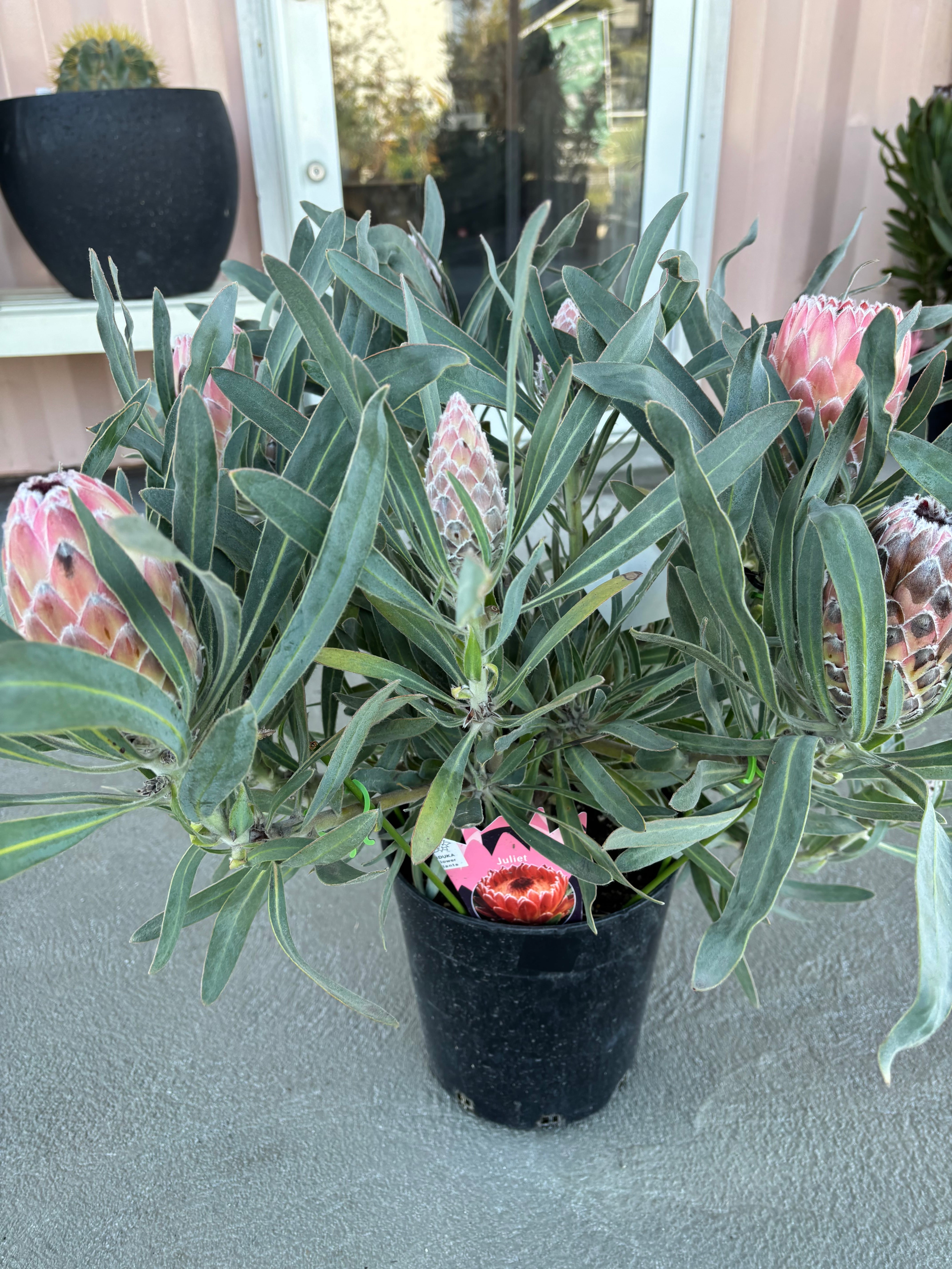 プロテア フロステッドファイヤー | Pay ID