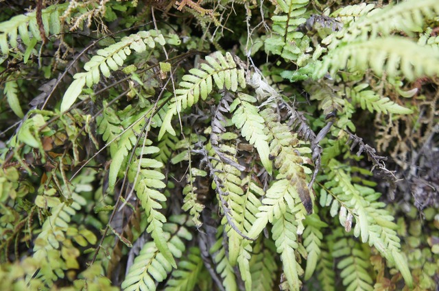 シダ類 Snowdrop Farm シダ類 Snowdrop Farm