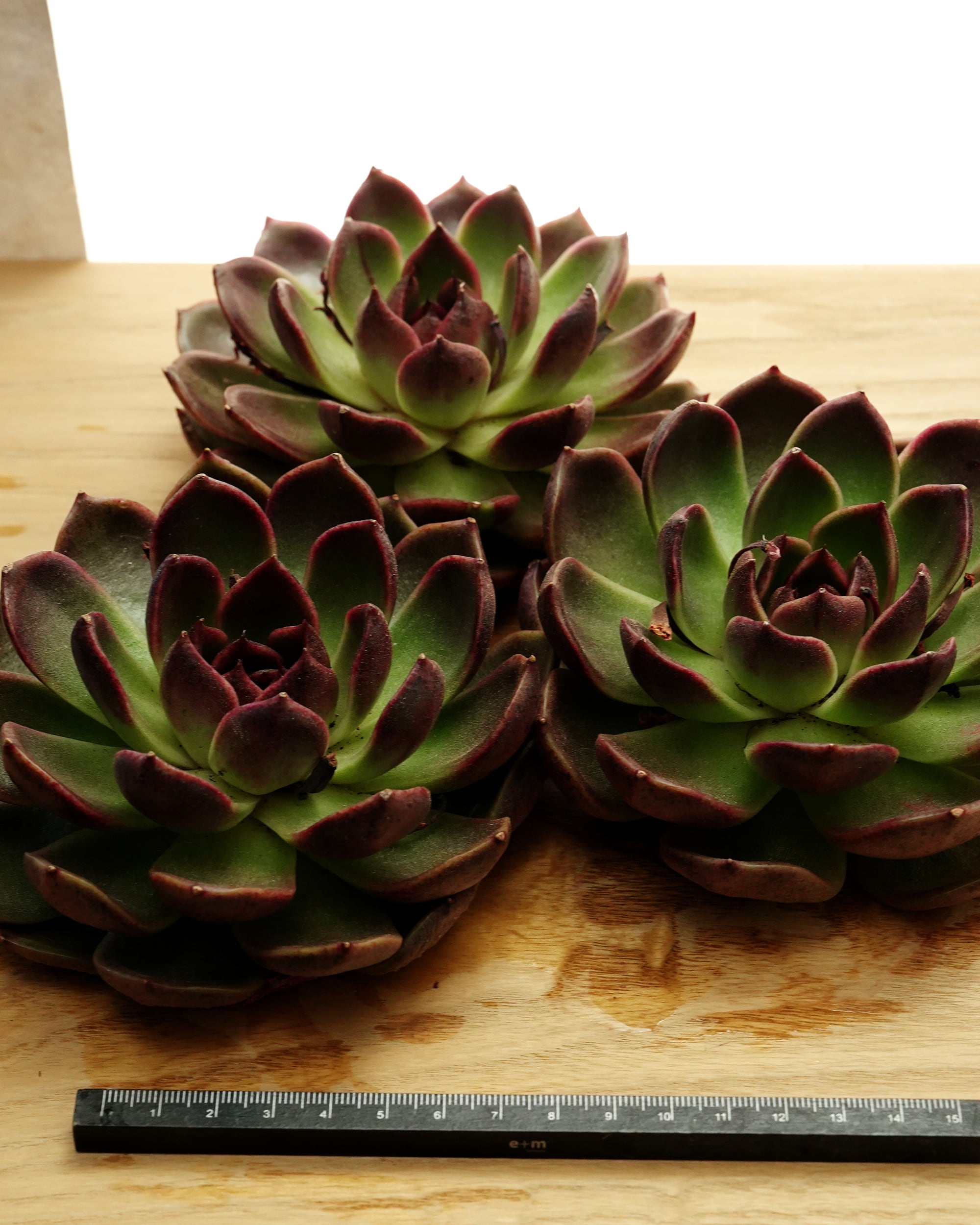 カット苗 ミスティッククリスタルオレンジ Echeveria 'Mystic Crystal