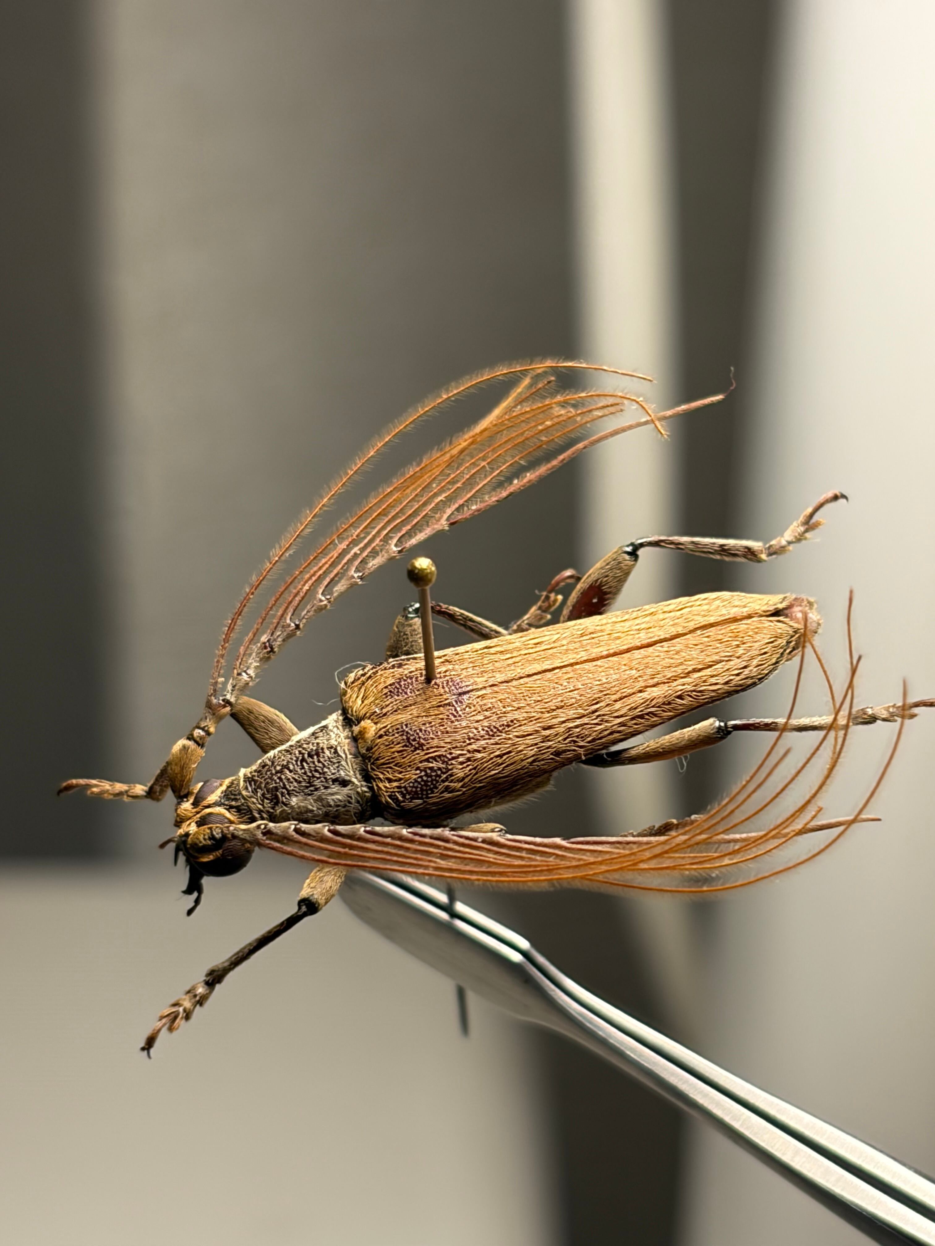 29mm】ミダレガミミヤマカミキリ 標本 とんでもない甲虫掲載種