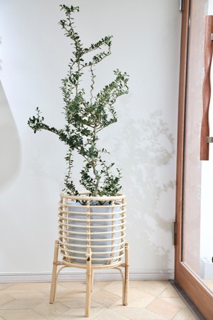 【渋谷区周辺エリア/配送料無料】【L/129cm】雲竜ツゲ/Ilex crenata