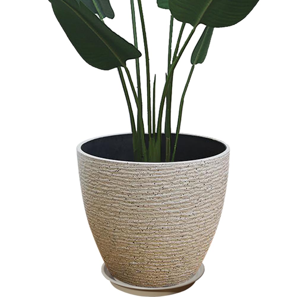 サンセベリア 'ブルークローン' ホワイトバリエガータ 3号鉢 【No.0081