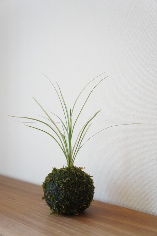 苔玉　白竜