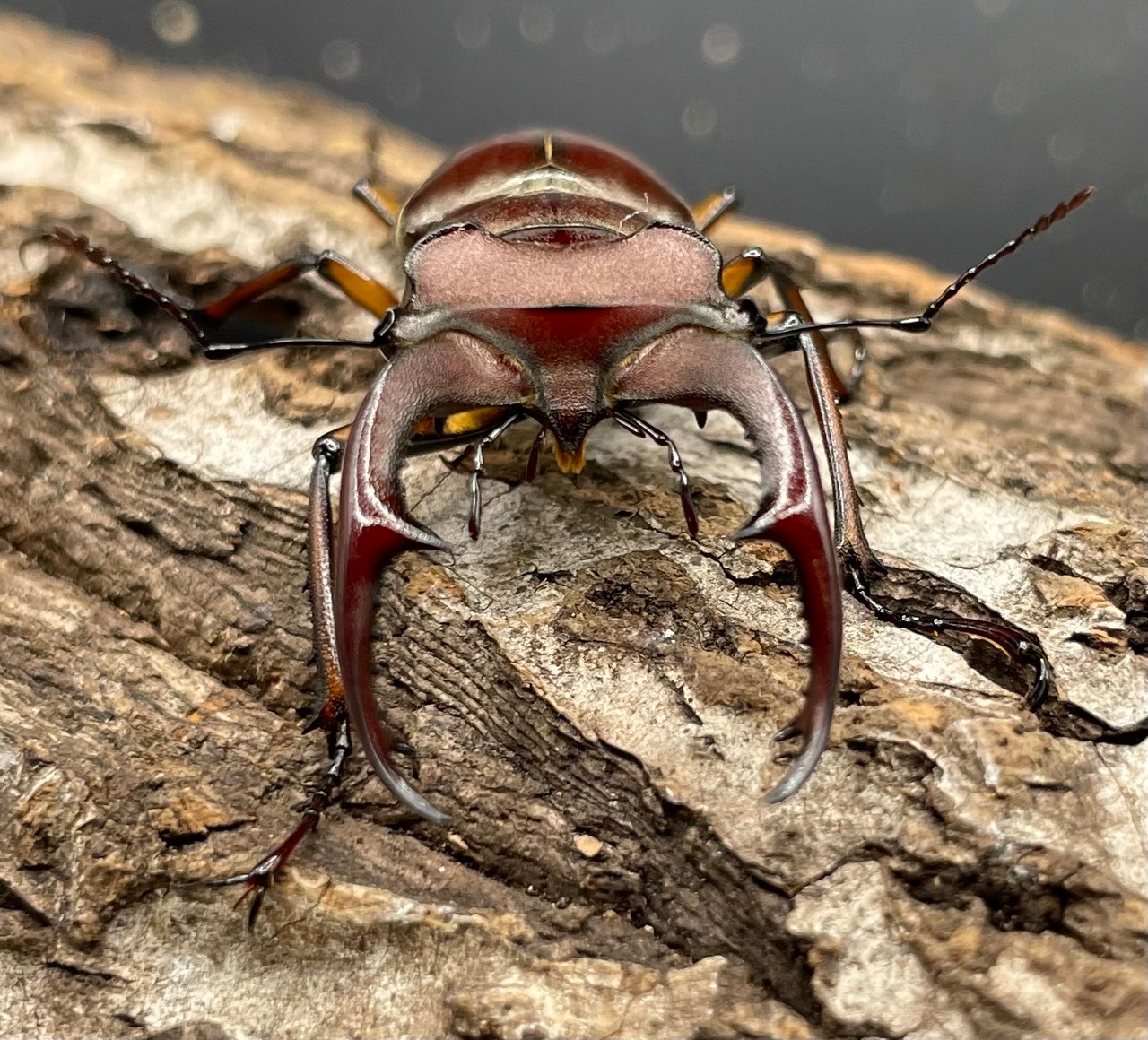 【WD】《ジュシャンミヤマ 49mm ペア》