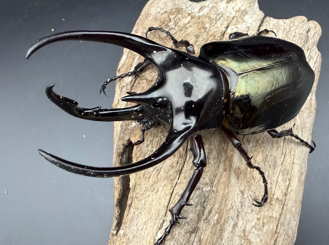 【WD】《ジャワコーカサスオオカブト 104.5mm A'品ペア》