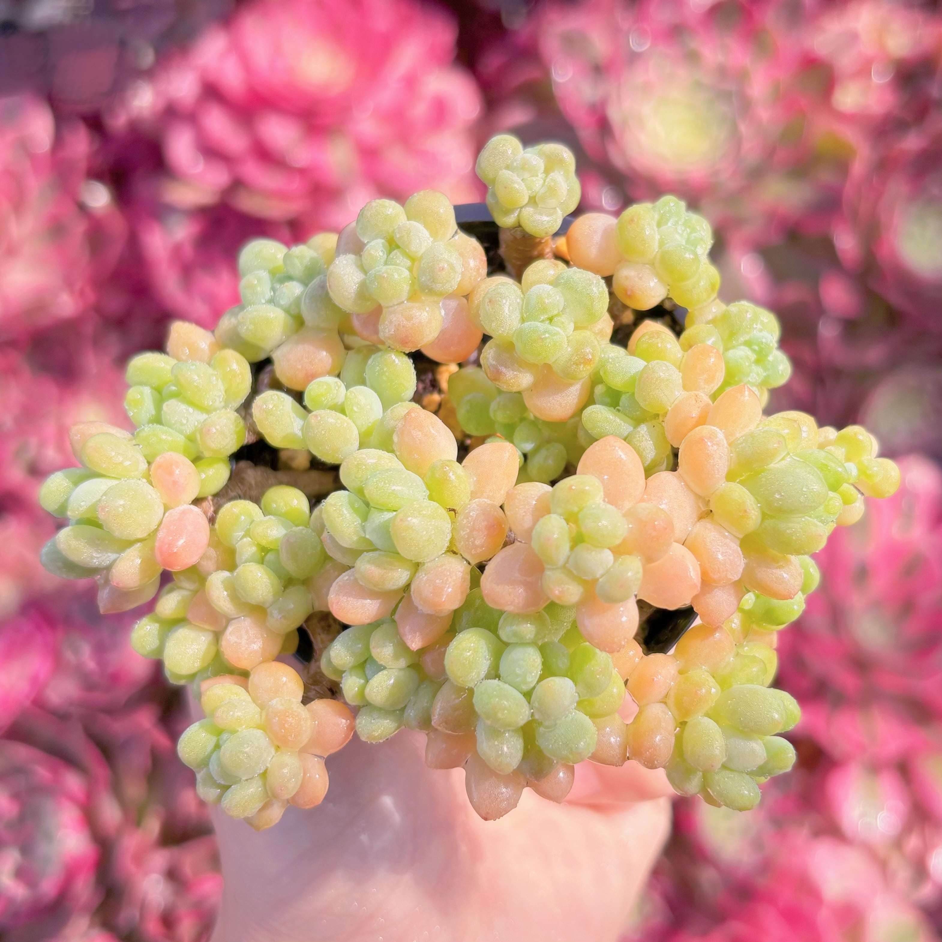 現品　ロココ#K468　新入荷　るる農園