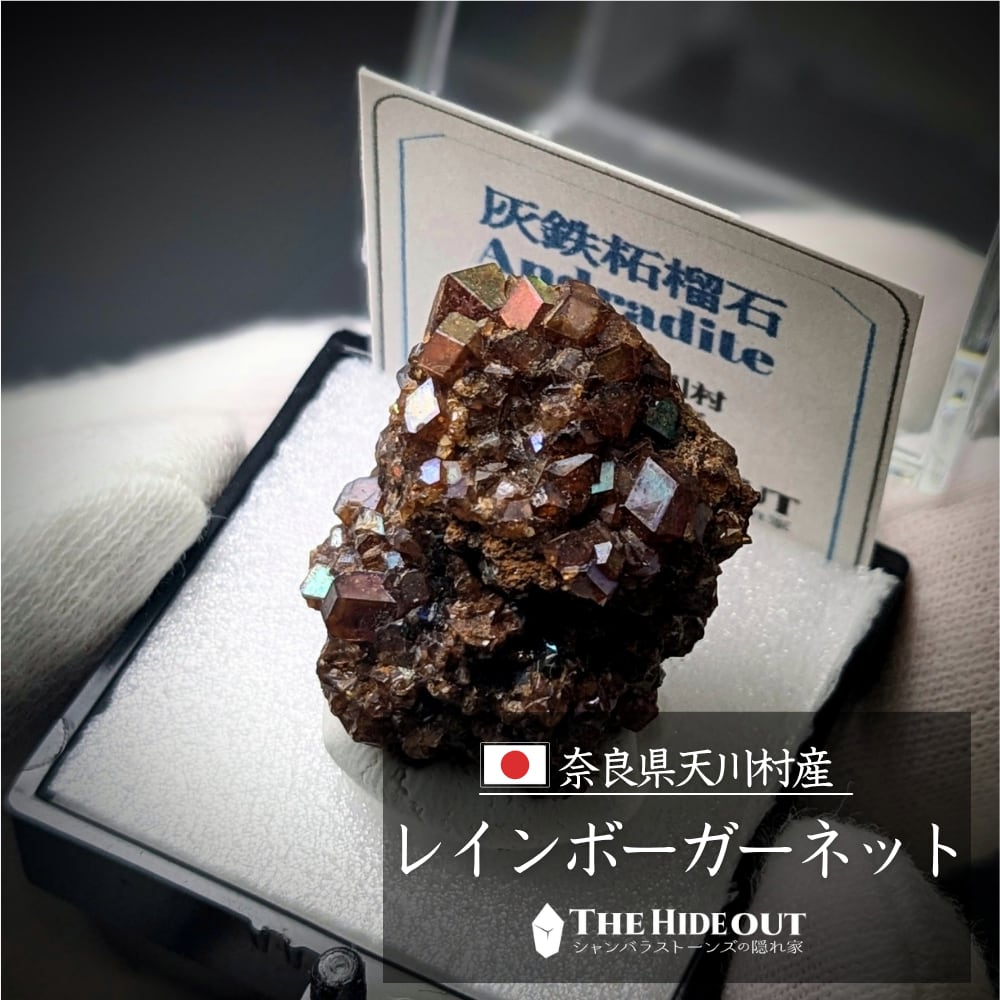 日本国産鉱物標本096 奈良県吉野郡天川村行者還岳レインボーガーネット 「買い」サイン点灯、高コスパクラスター
