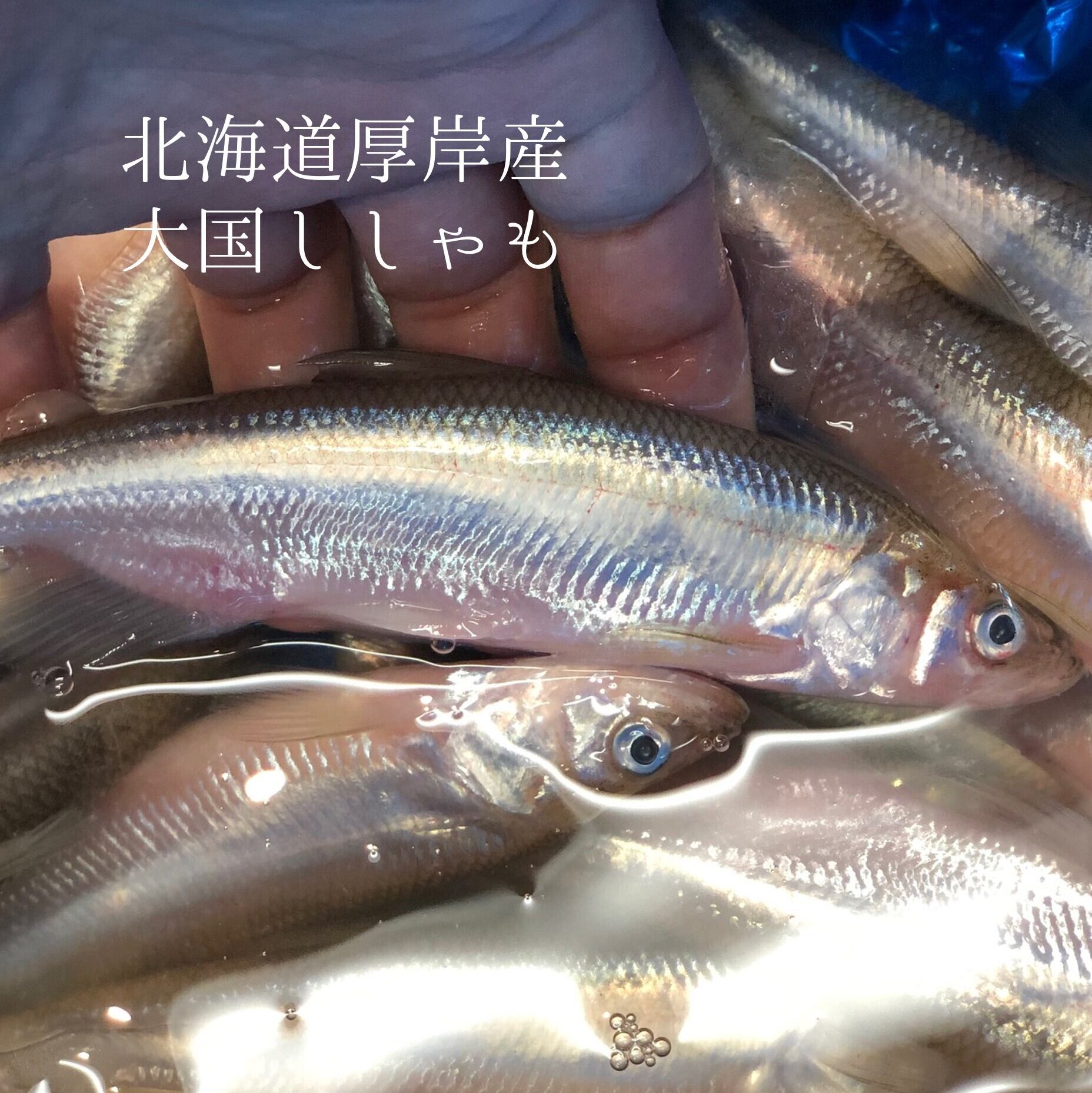 大国ししゃも オス 北海道厚岸産 500g 特上鮮魚 大国シシャモ雄ｘ500g 冷蔵 豊洲直送 Okawari 豊洲直送の高級海産物をお届け