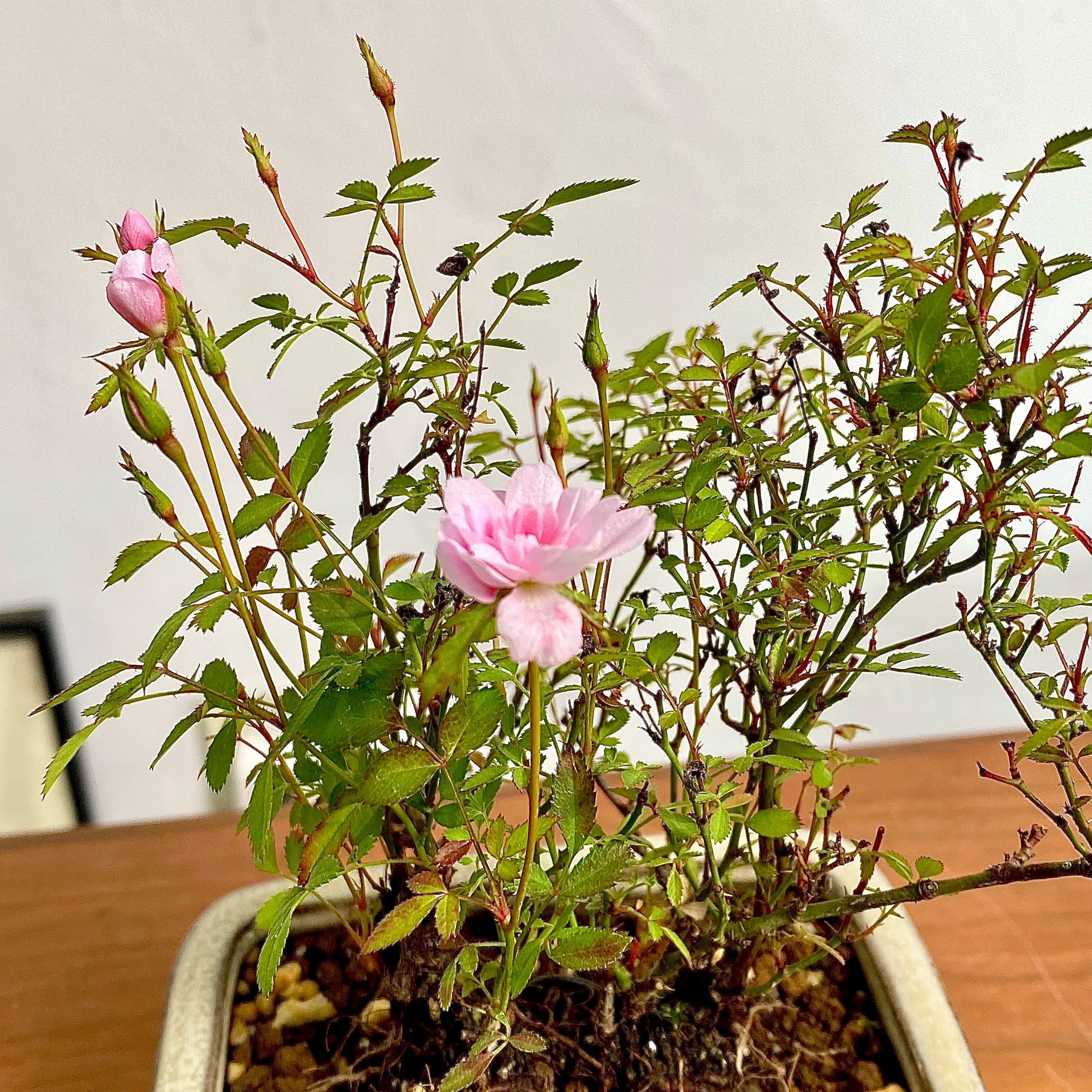 姫乙女 ヒメオトメ（バラのミニ盆栽）白長方鉢｜高さ 約18cm | BONSAI