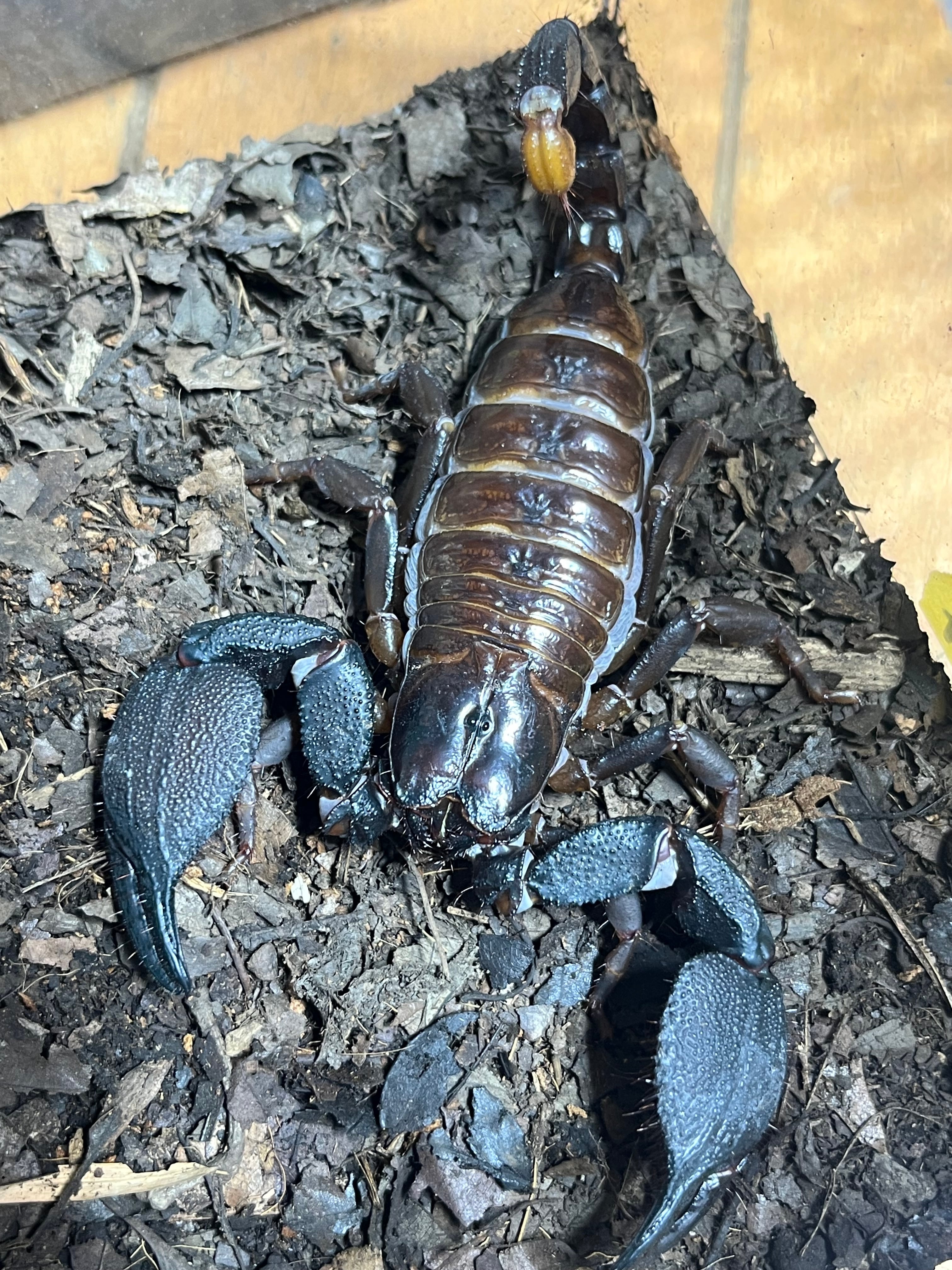LAST♀】蠍最大種のスワンメルダムオオハカリサソリ Gigantometrus 蠍
