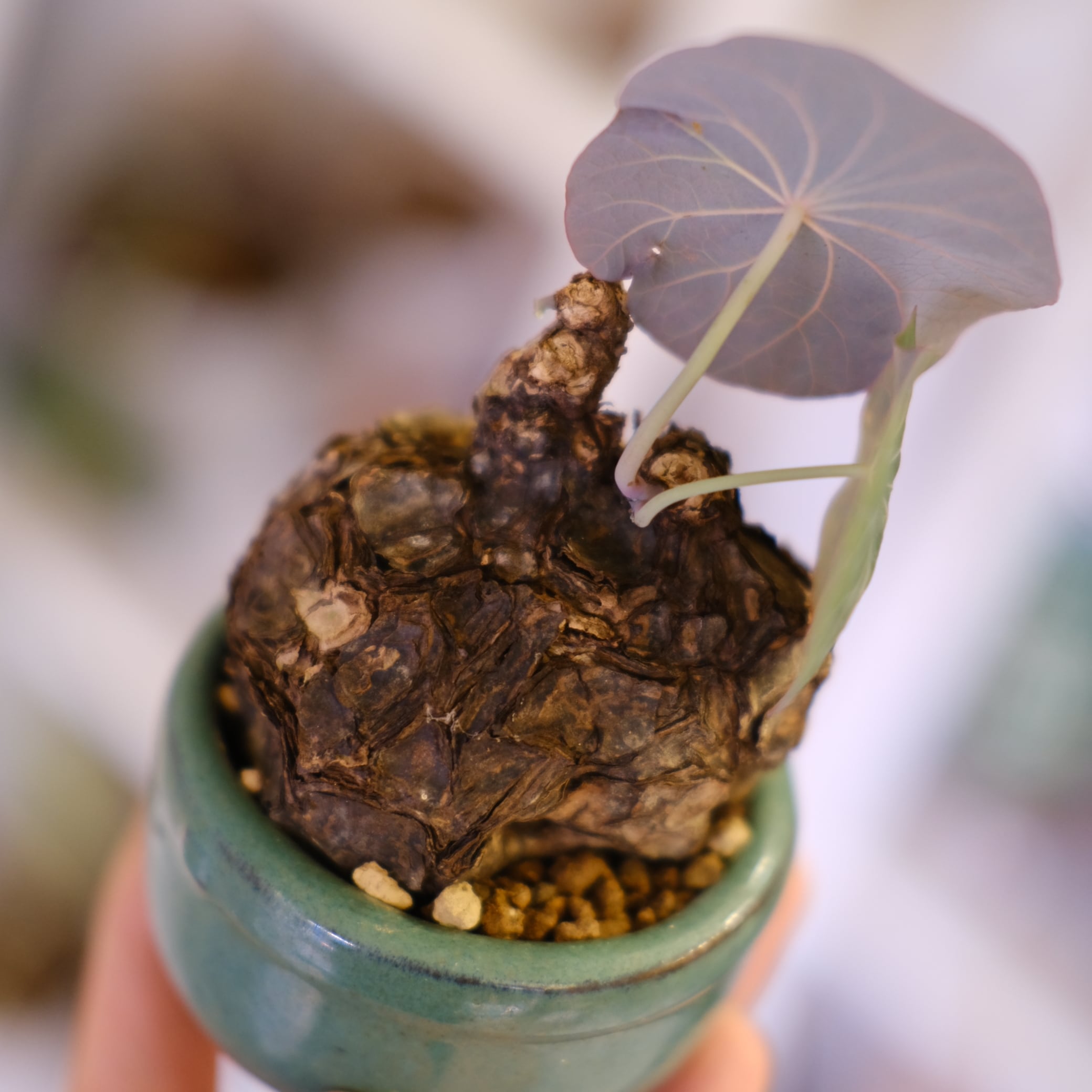 Stephania kaweesakii│ステファニア カウィーサキー⑤│観葉植物