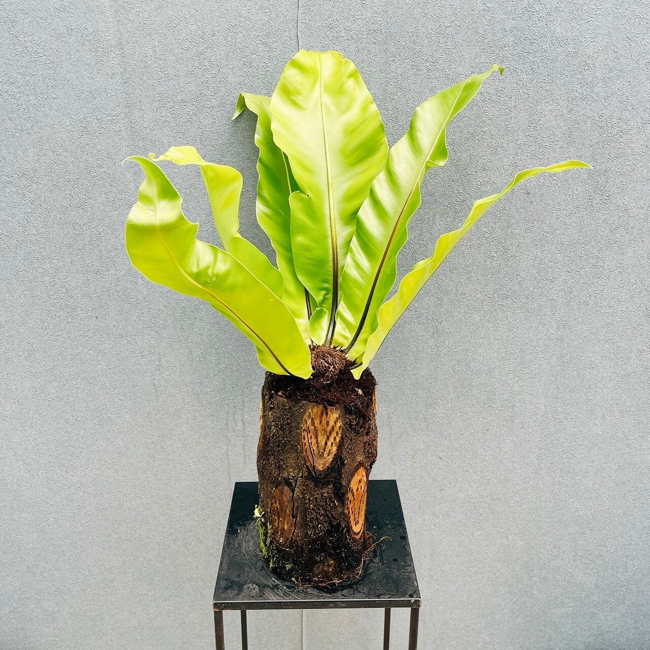現品］3番 キンコウボク 7号 観葉植物 屋外 珍しい 金厚朴 香水 花