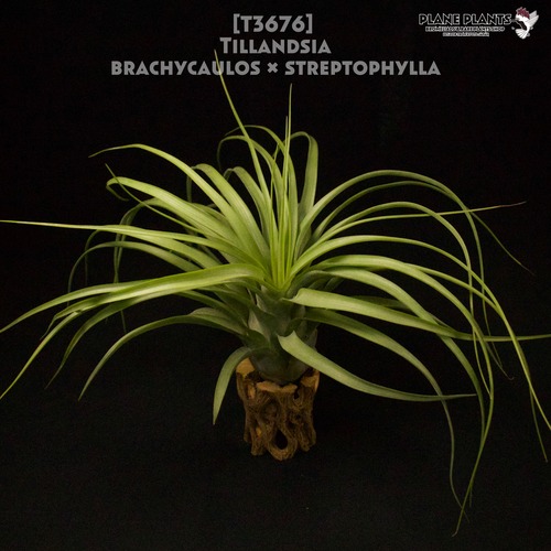 【送料無料】brachycaulos x streptophylla〔エアプランツ〕現品発送T3676