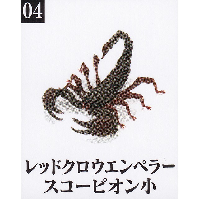 04 レッドクロウエンペラースコーピオン 小 いきもの大図鑑 サソリ 昆虫 グッズ リアル 3dスキャン 模型 フィギュア ガチャガチャ ガシャポン バンダイ お宝市場base店 フィギュア ガチャガチャ ガチャポン 食玩 プライズ アニメ グッズ 模型 04 レッドクロウエンペラースコーピオン 小 いきもの大図鑑 サソリ 昆虫 グッズ リアル 3dスキャン 模型 フィギュア ガチャガチャ ガシャポン バンダイ お宝市場base店 フィギュア ガチャガチャ ガチャポン 食玩 プライズ アニメ グッズ 模型