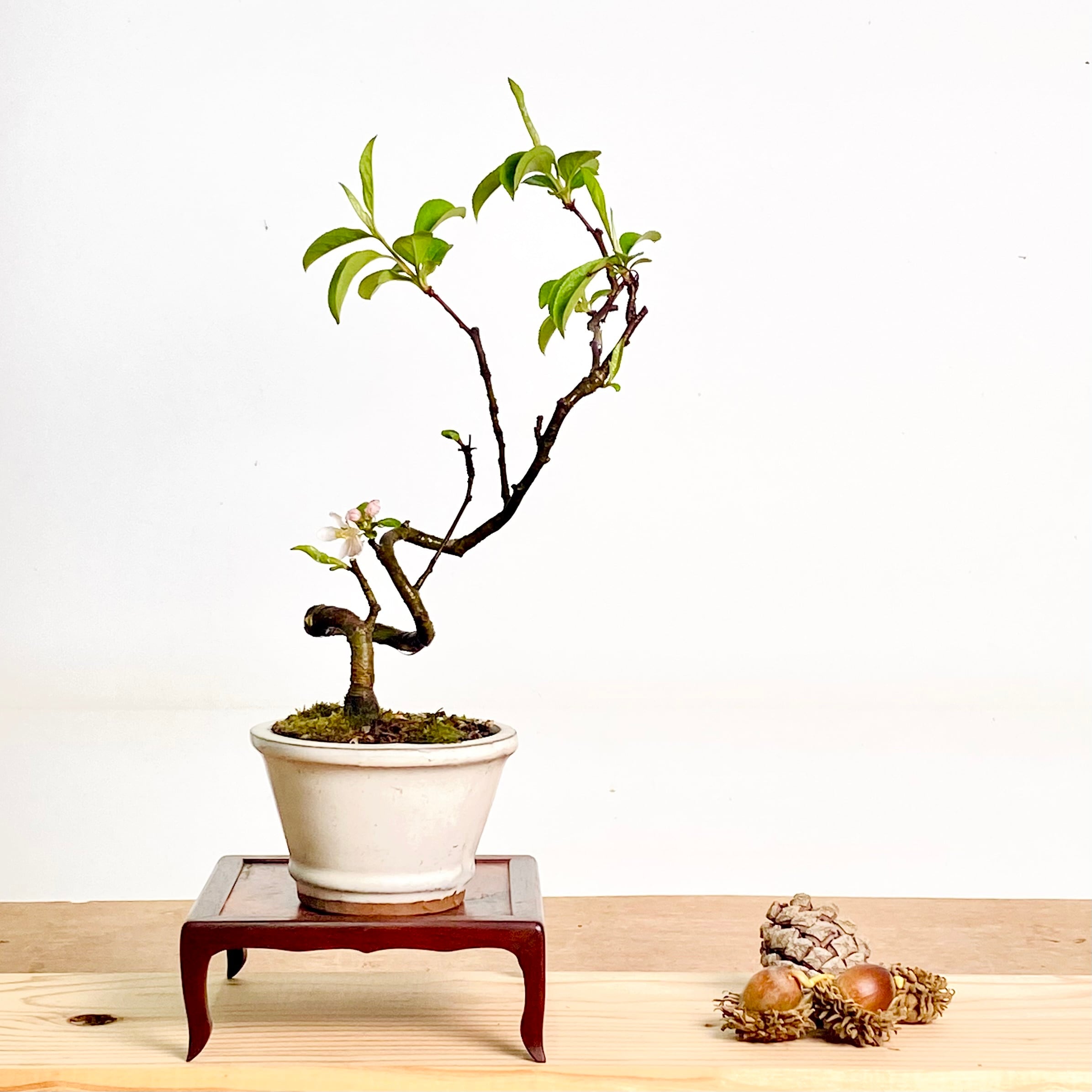 BONSAI Labo ウェブショップ