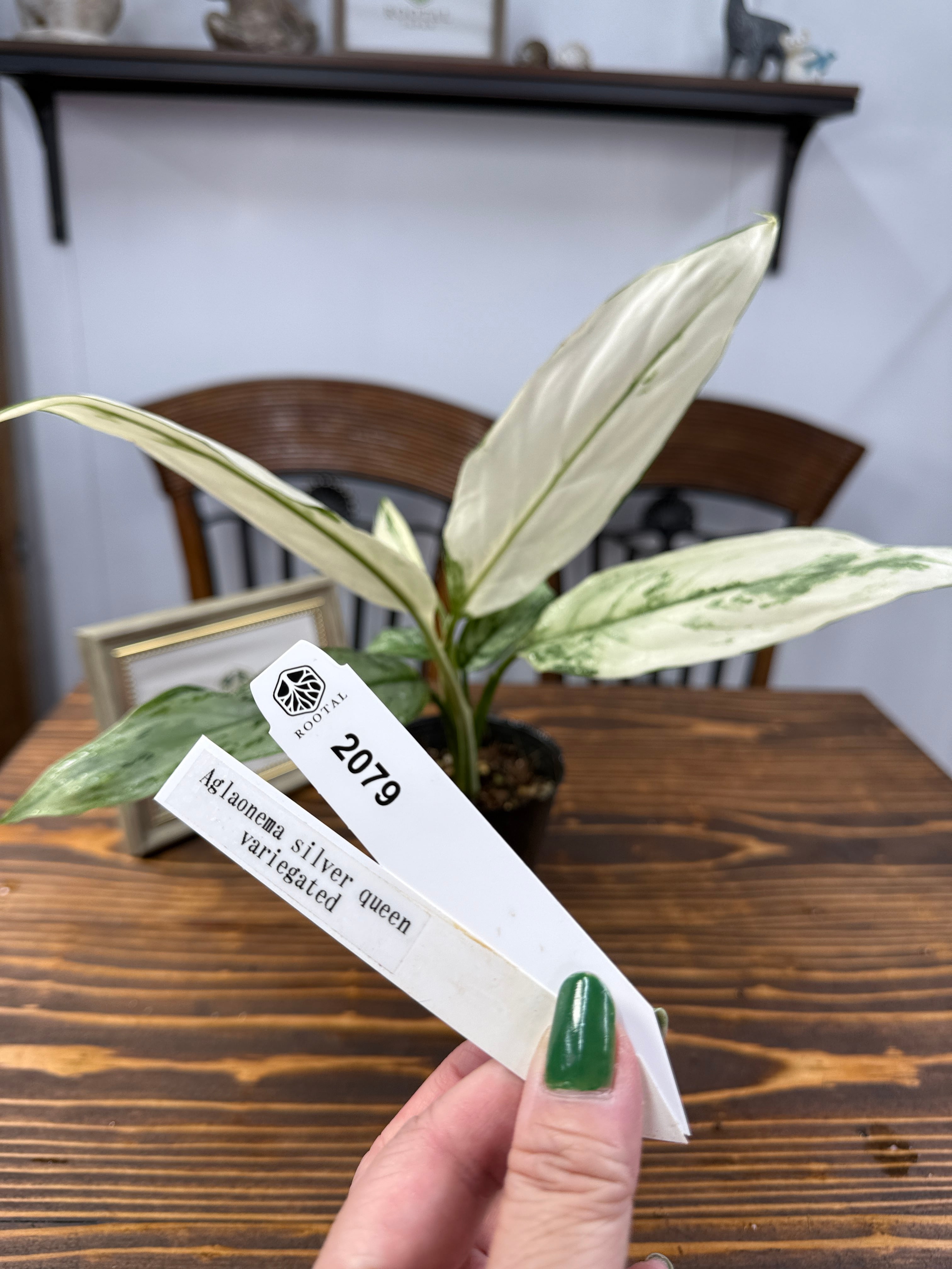 アグラオネマ | ROOTALPLANTS