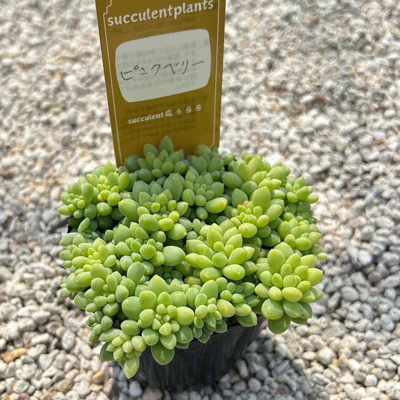ALL ITEM | Succulent 花うらら 〜多肉植物