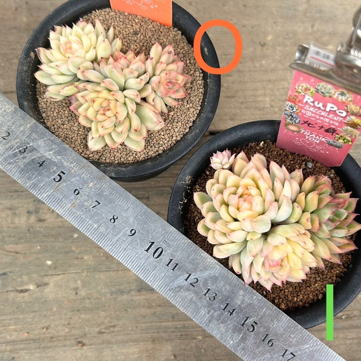 メビナ錦(お一つお選び下さい | RuPo 多肉植物専門店