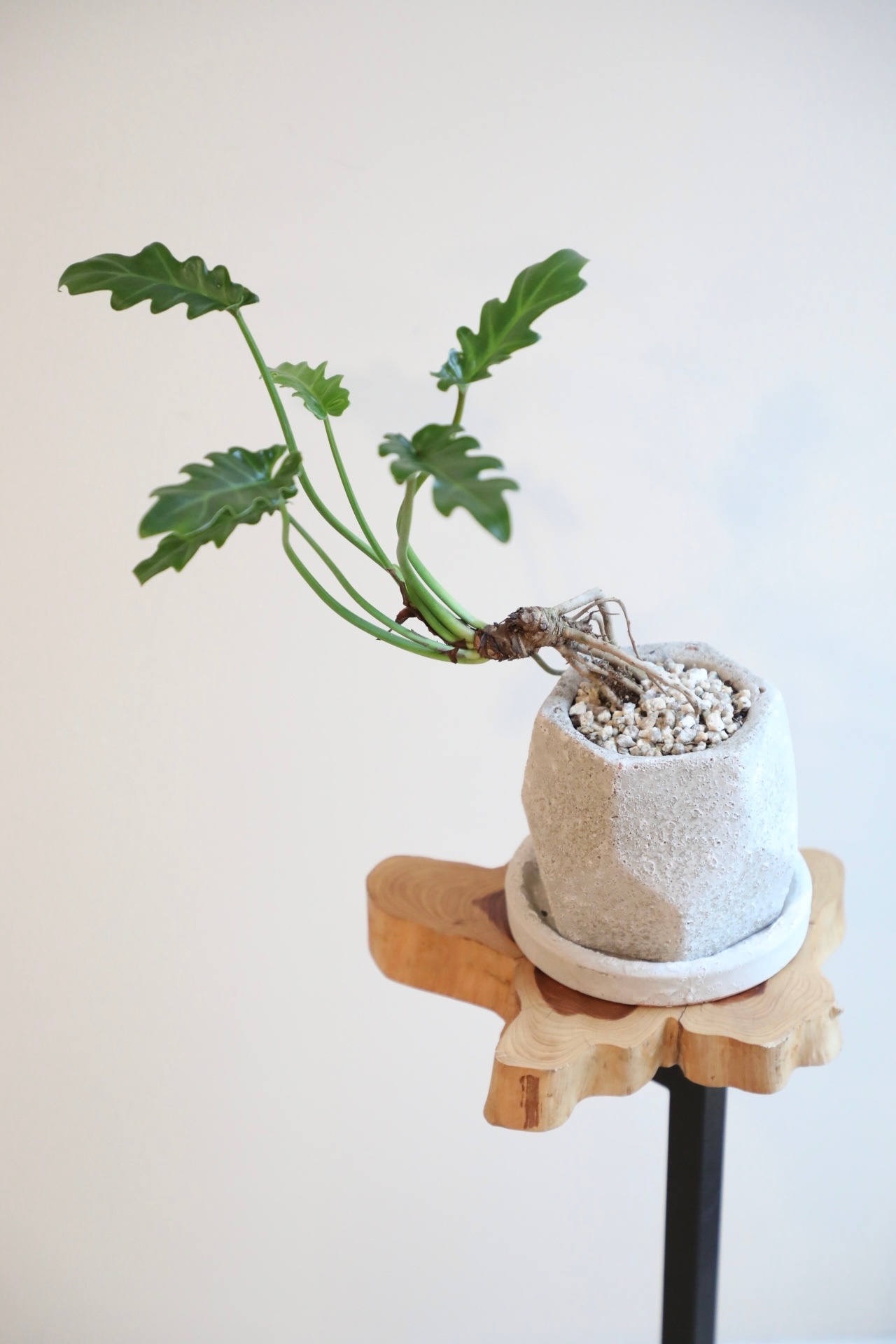 【S】クッカバラ オージー /Philodendron kookaburra　※陶器鉢付き