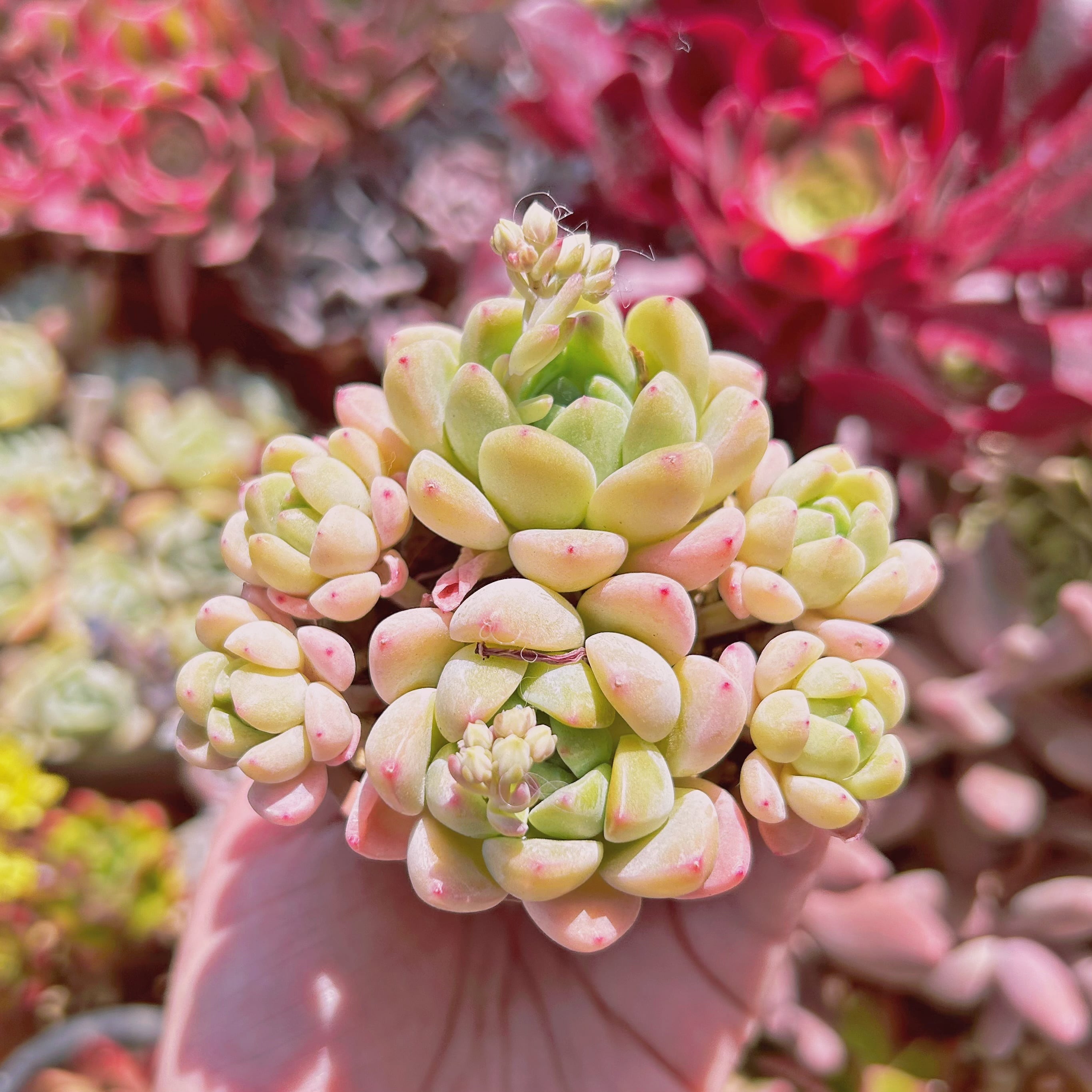 #074現物　多肉植物　玉環