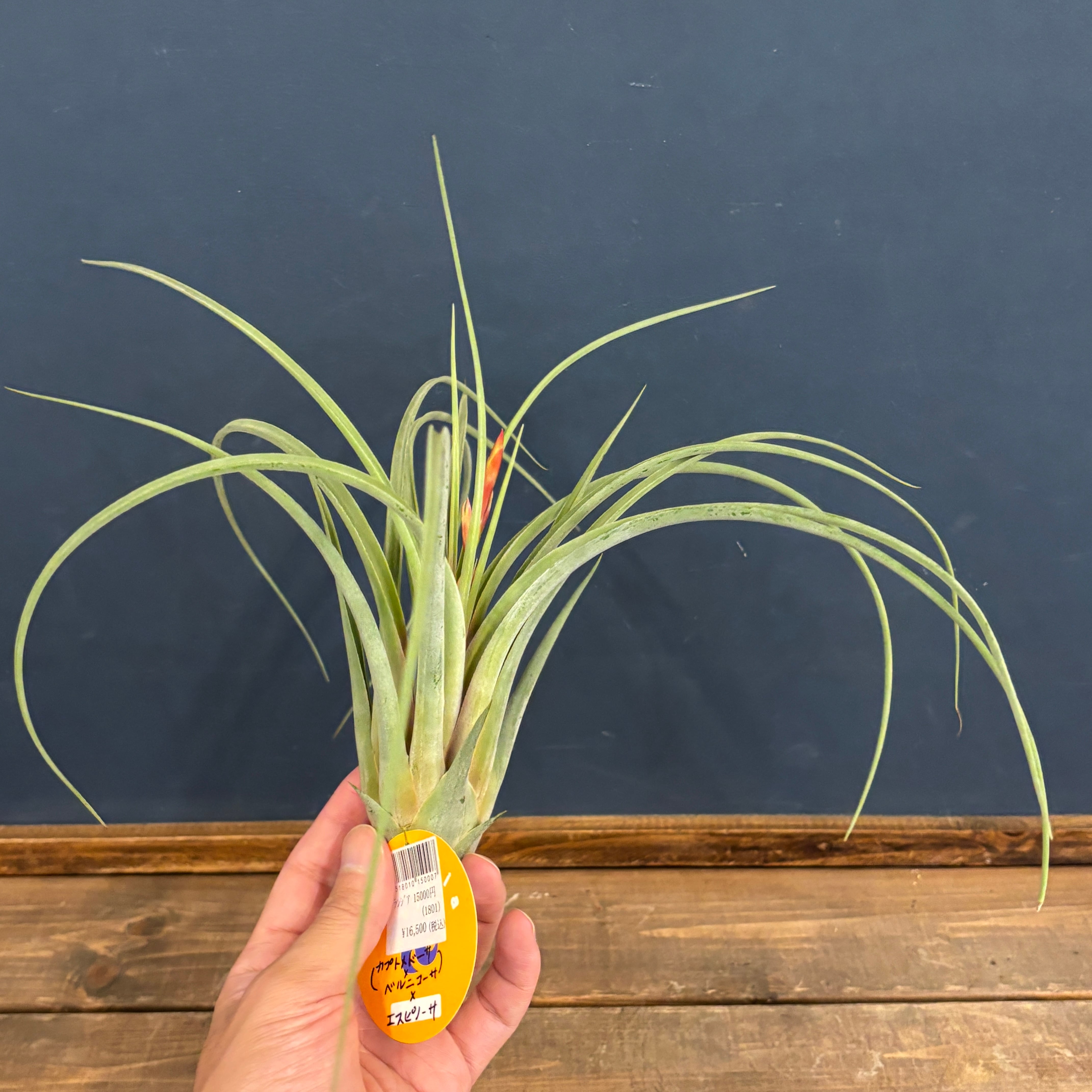 チランジア (カプトメデューサ × ベルニコーサ) × エスピノーサ【916】