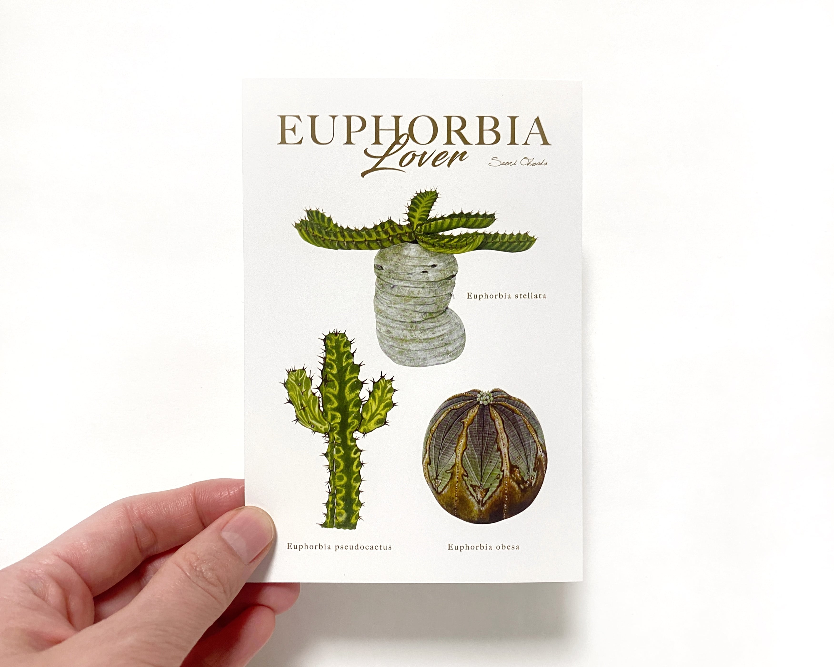 EUPHORBIA LOVER ポストカード