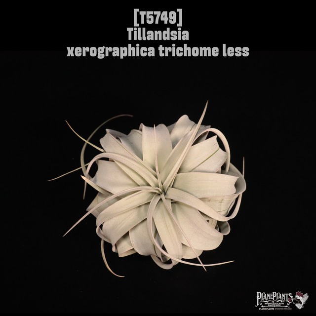 Tillandsia xerographica S 〔ティランジア〕T5768