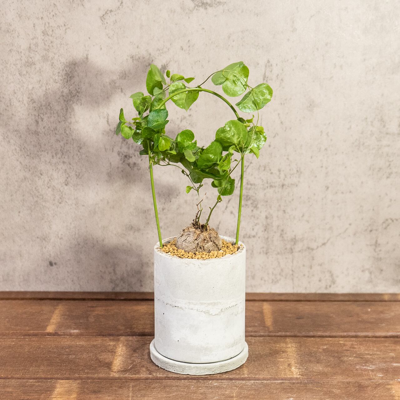 アフリカ亀甲竜｜成長とともに亀甲模様が浮き出る人気コーデックス／可愛い小さめ塊根【手作りモルタル鉢】