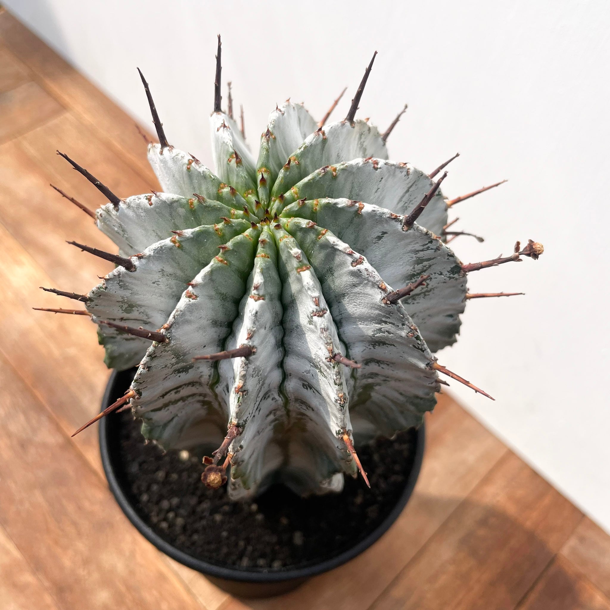 ① ホリダ　ストリアータ　ユーフォルビア Euphorbia horrida var. striata 【ユーフォルビア・ストリアータ