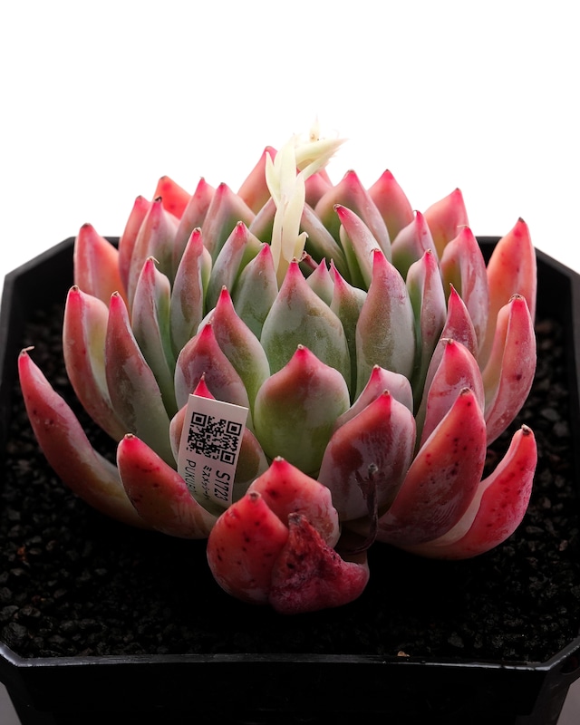 カット苗 パープルウィンドチャイム Mサイズ Echeveria 'Purple Wind Chime'