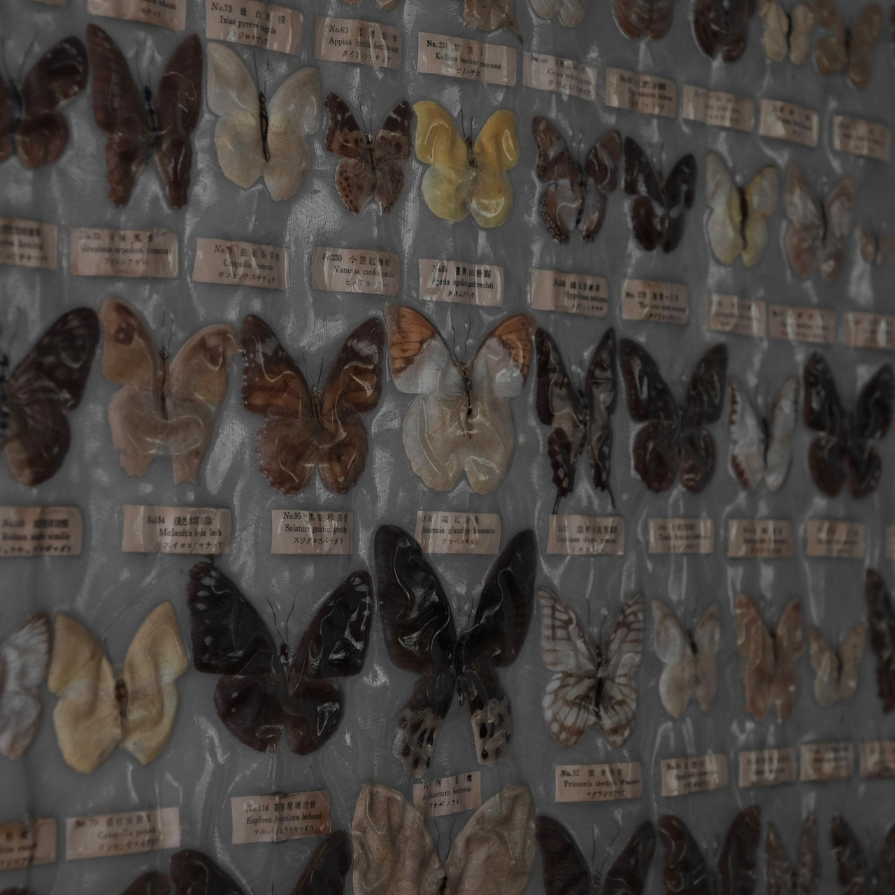 Butterfly specimens
