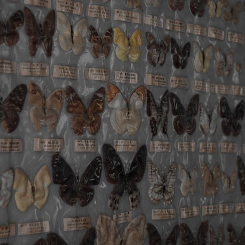 Butterfly specimens