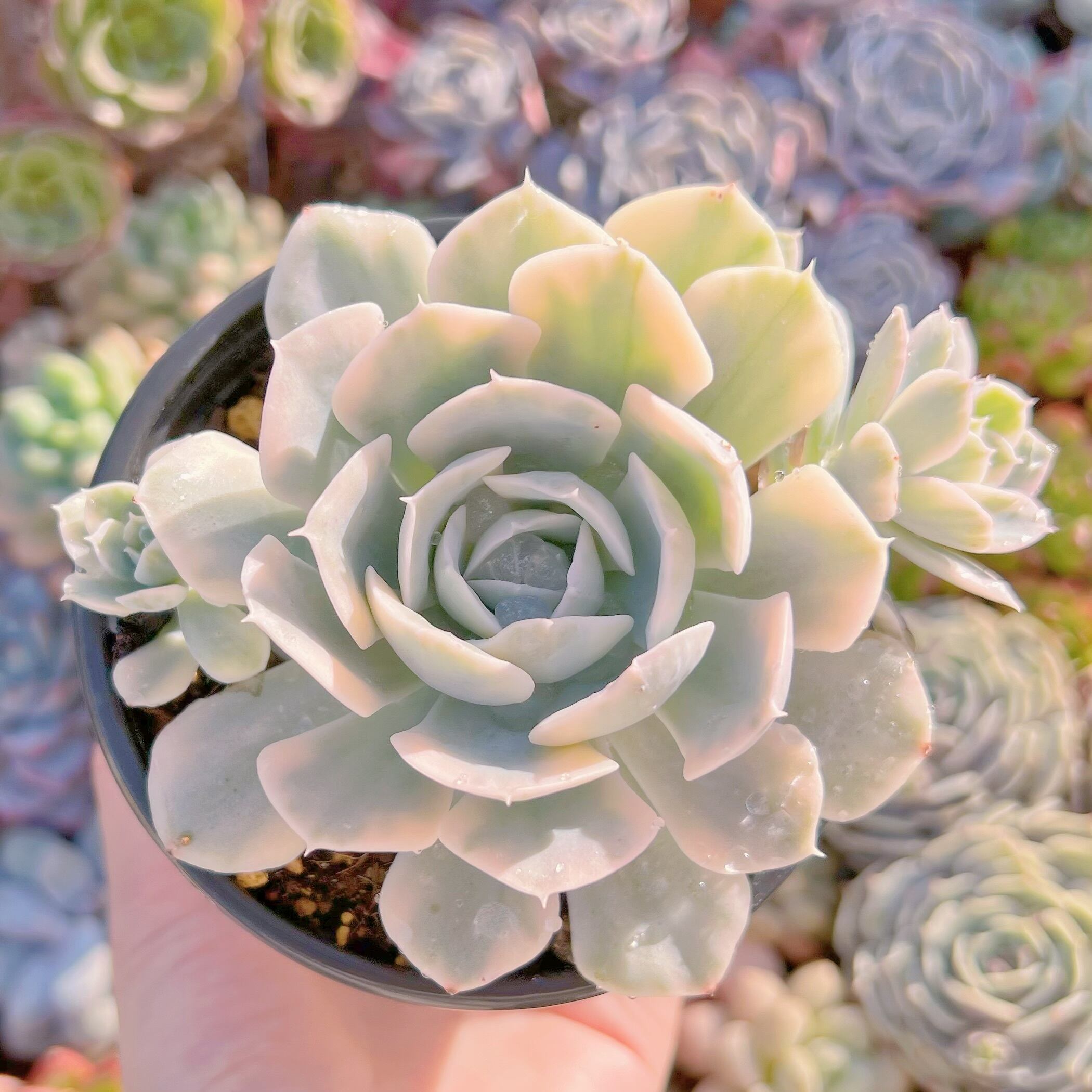 現品　ルヨンニ錦#017　群生　るる農園