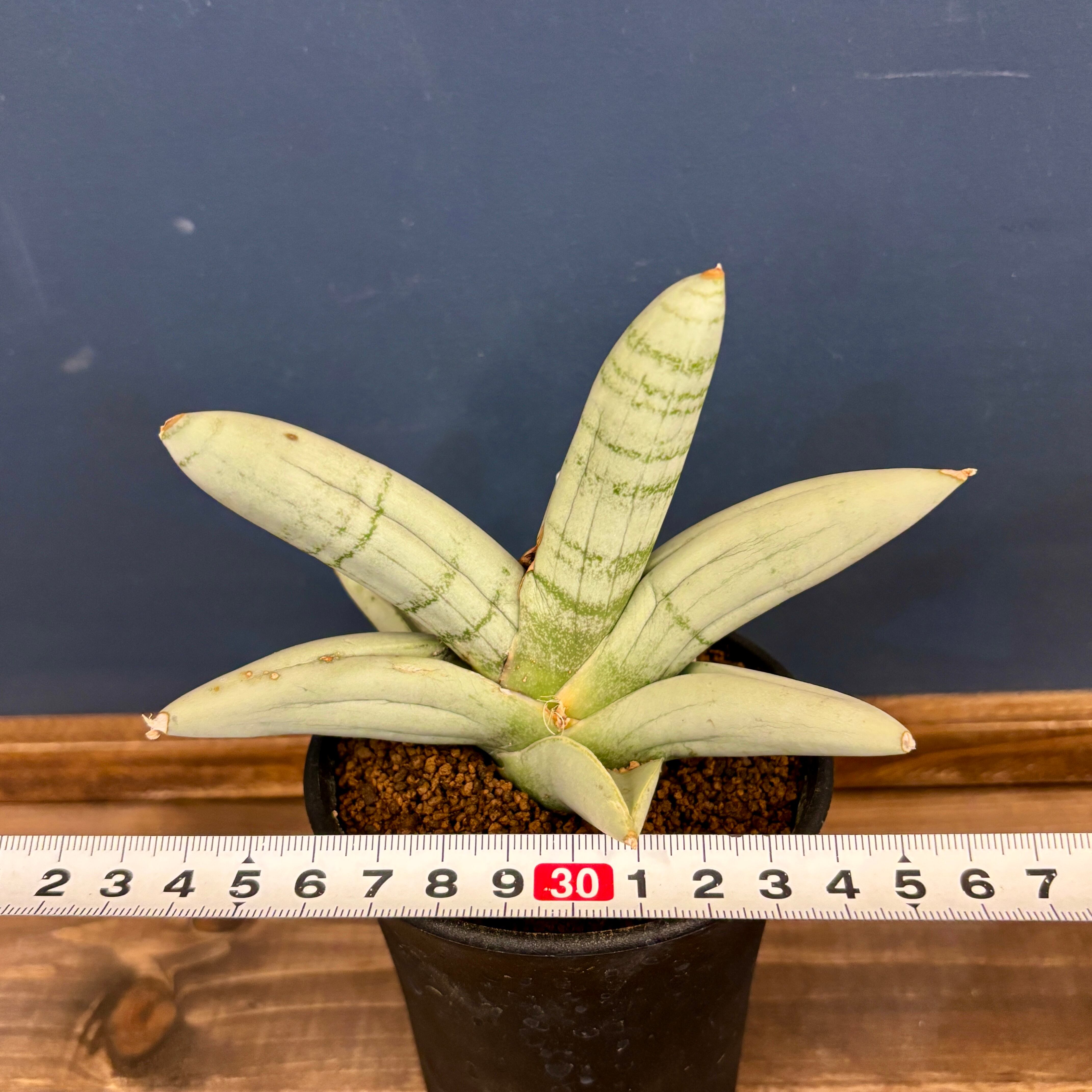 サンスベリア(サンセベリア) ボンセルプラチナム【168