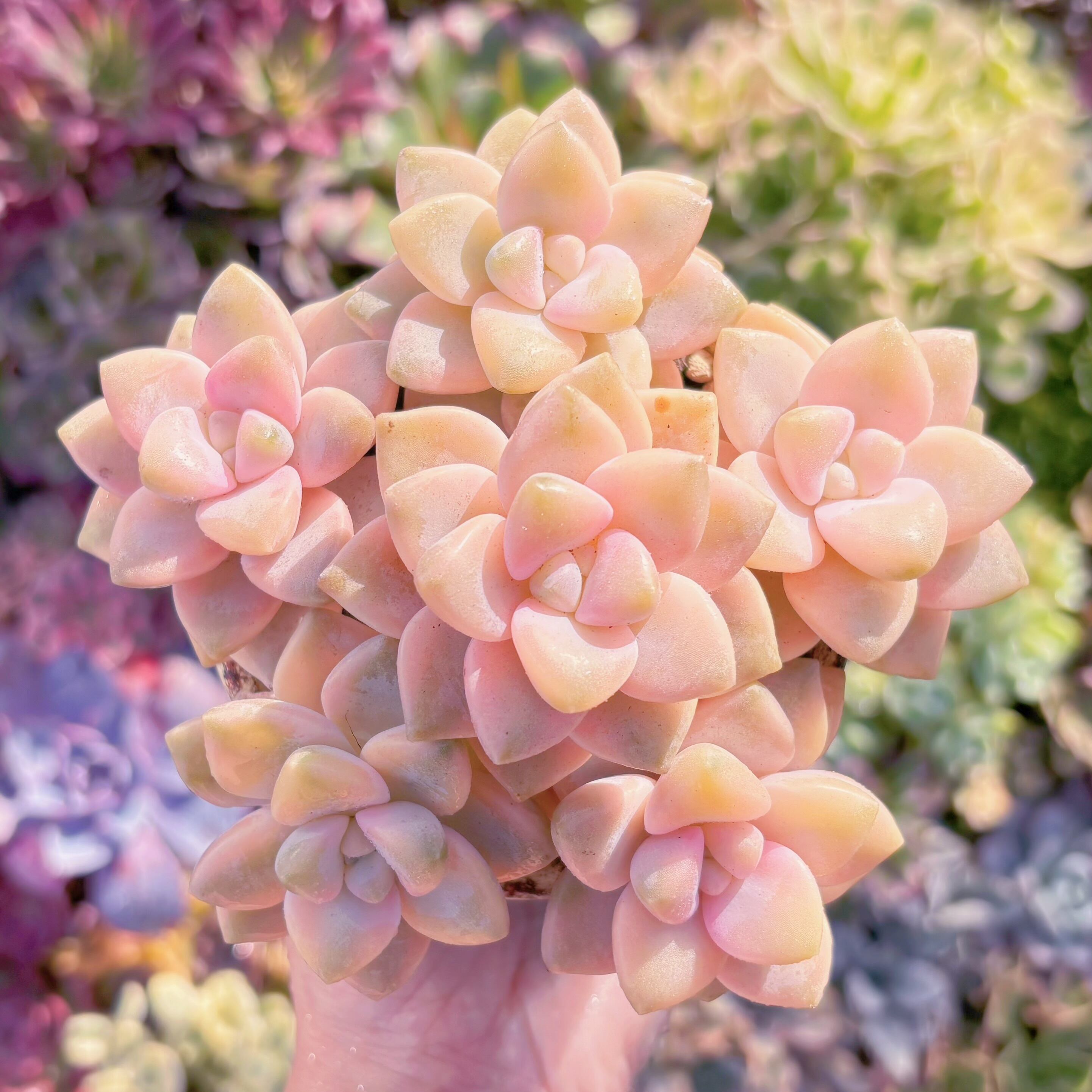 多肉植物　杏子美人錦(6苗)　新入荷　るる農園