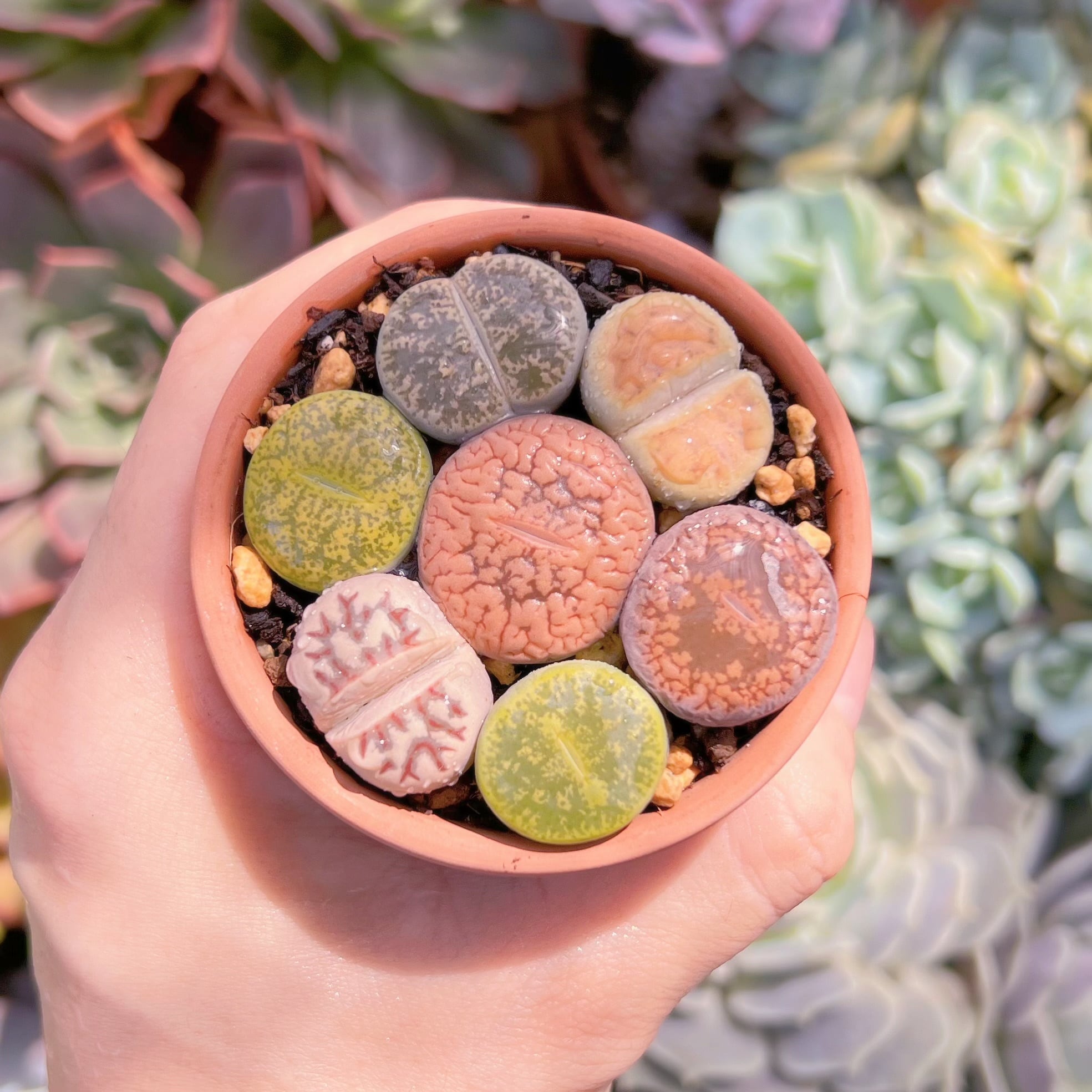 多肉植物　メセン　7頭　新入荷　るる農園