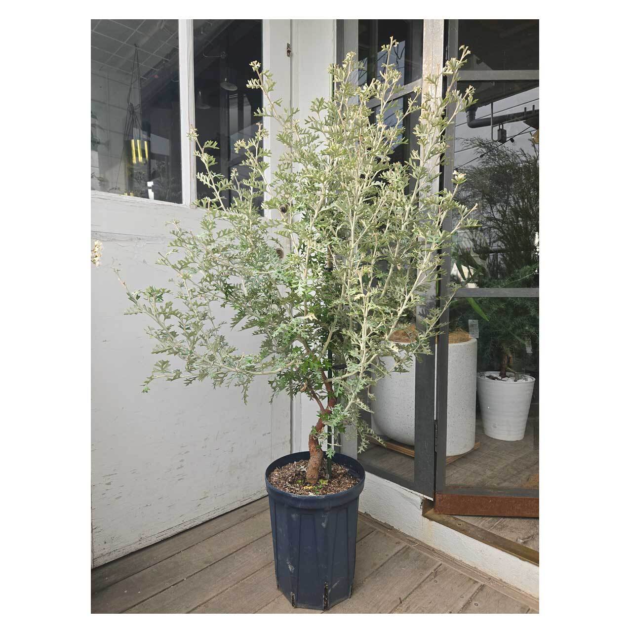 Grevillea willisii | Seeding Grevillea willisii | Seeding