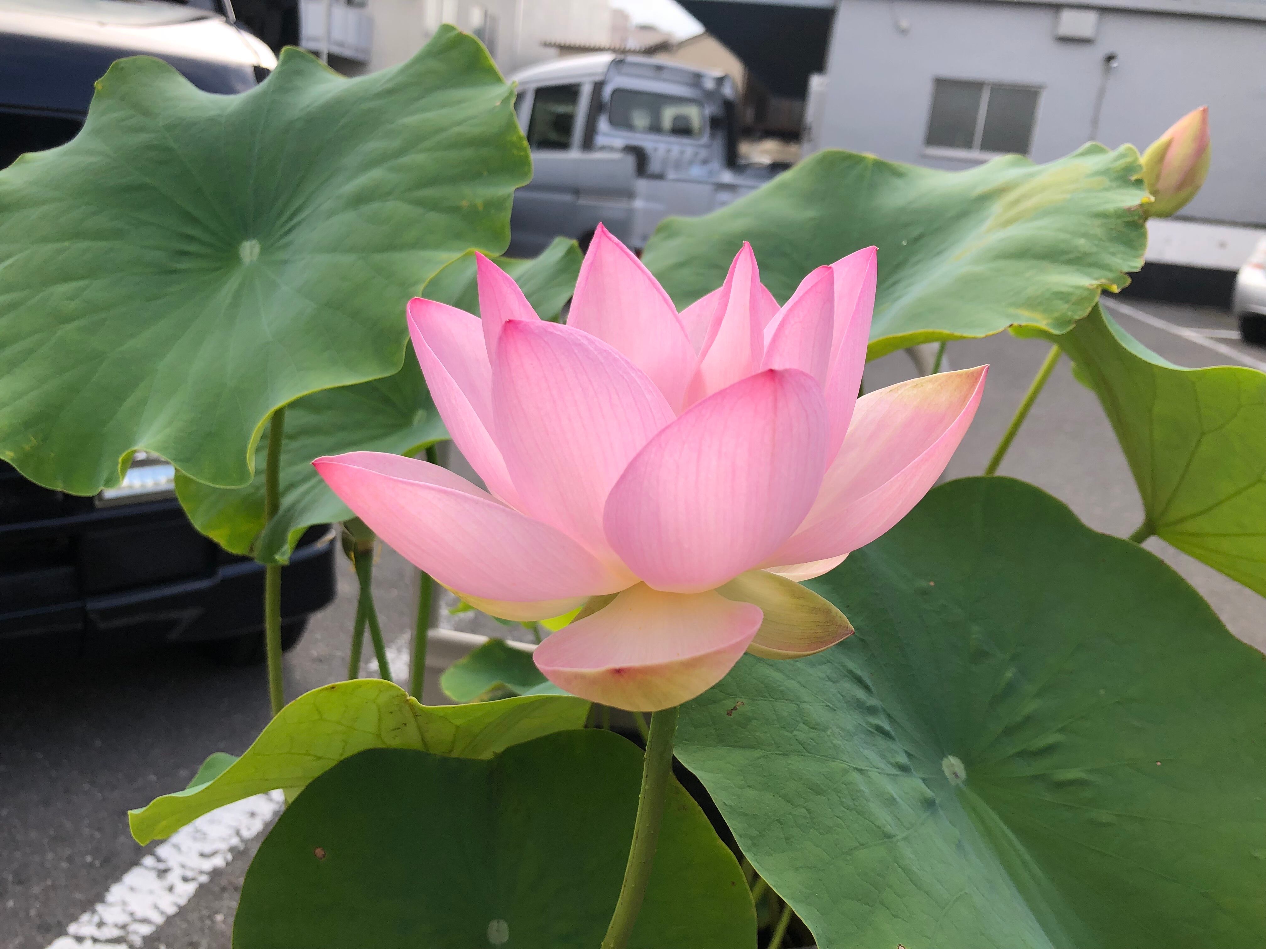 娃娃蓮・苗(肥料付き) | やまもと農園