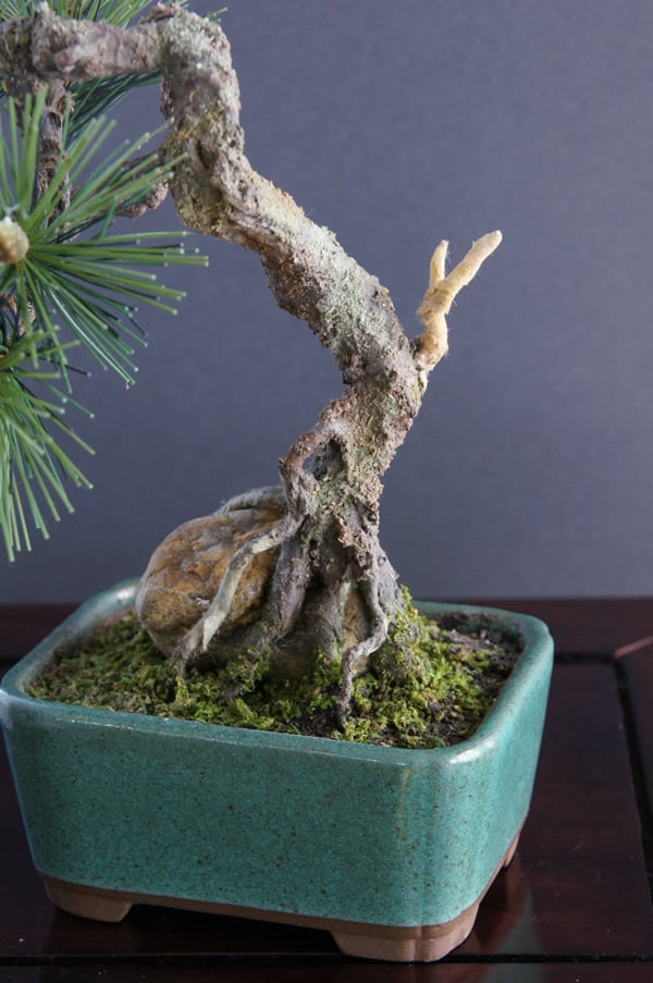 盆栽 松 Pinetree Bonsai #30 | Oh! BONSAI