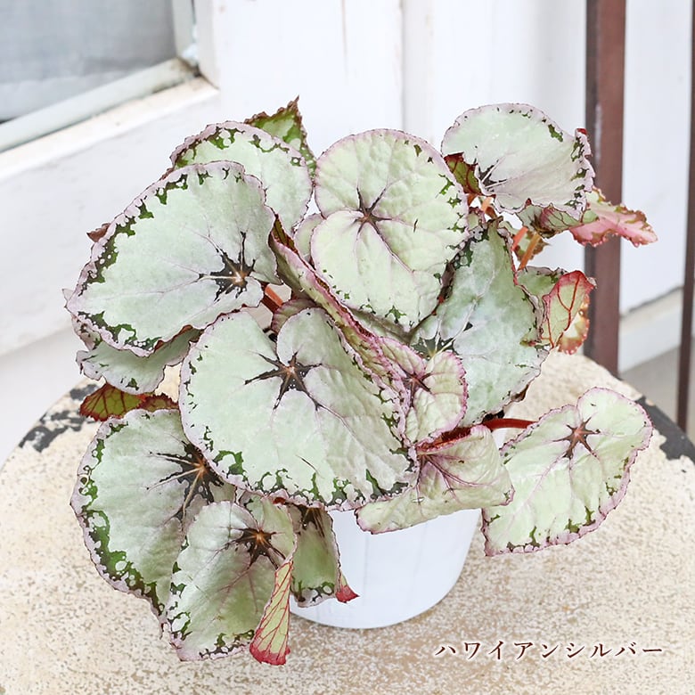 観葉植物 レックスベゴニア 4号 パープルフラッシュ ハワイアン