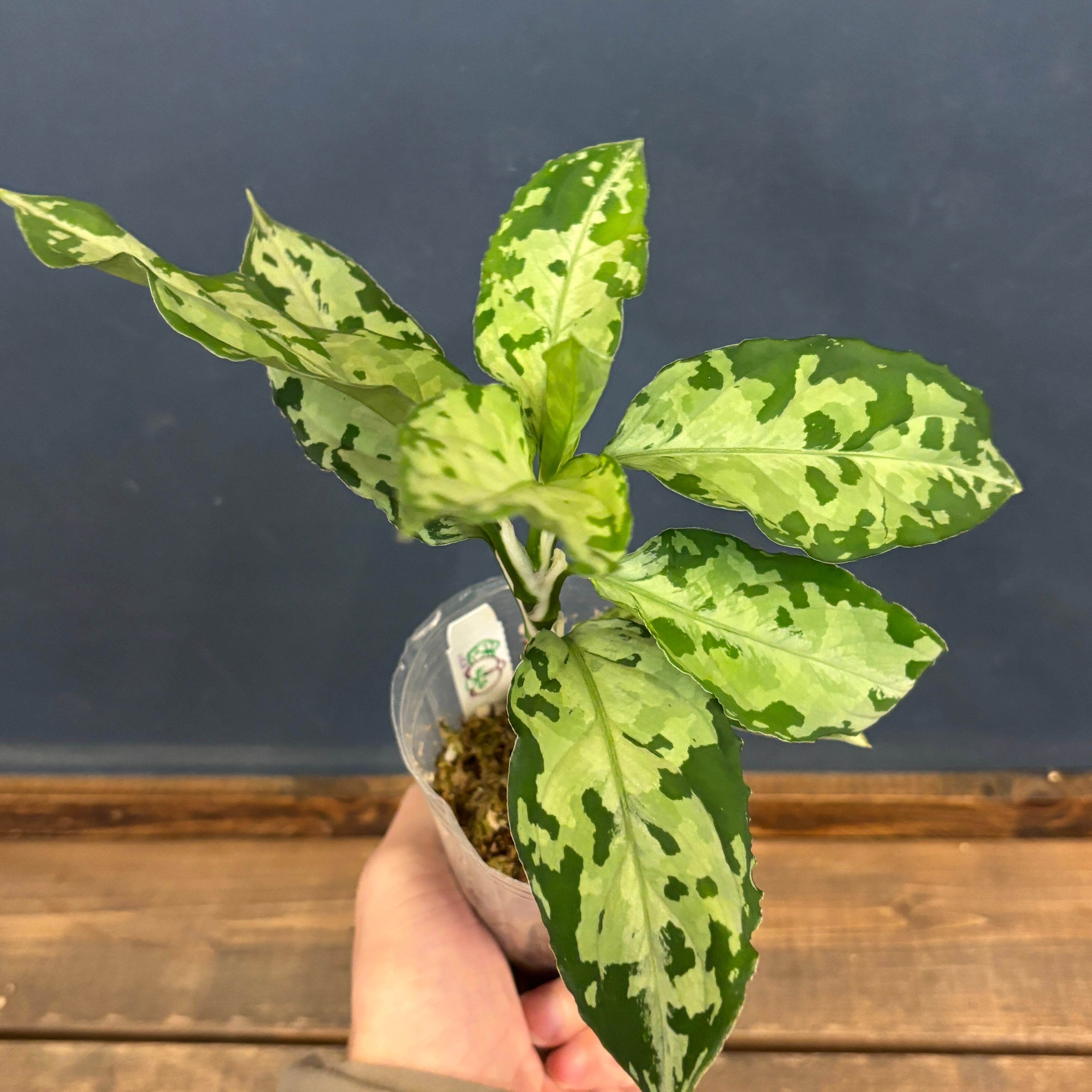 (MB-ANDROMEDA) アグラオネマ　ピクタム アグラオネマ ピクタム (MB-ANDROMEDA) 正規タグ付き 親株