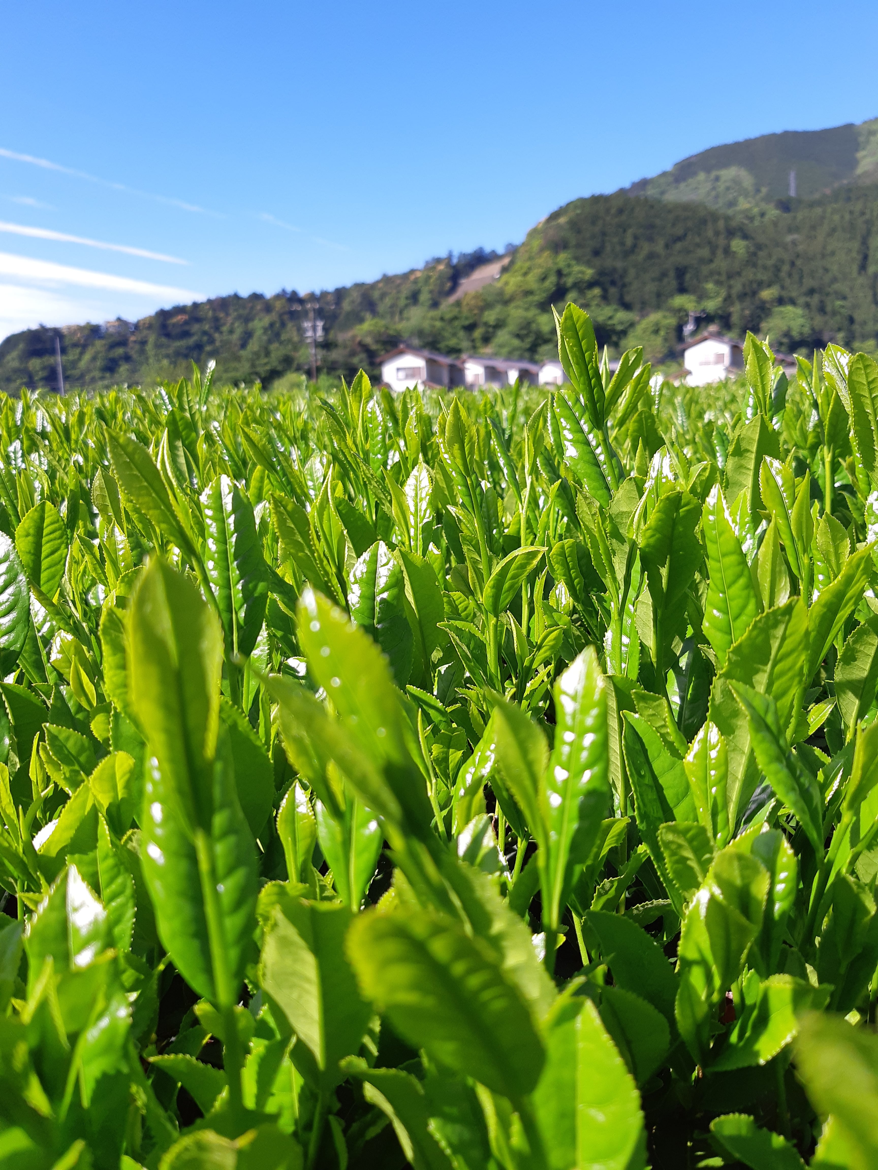 川根茶たつお 煎茶スタンダード(100g) | 川根たっちゃん農園