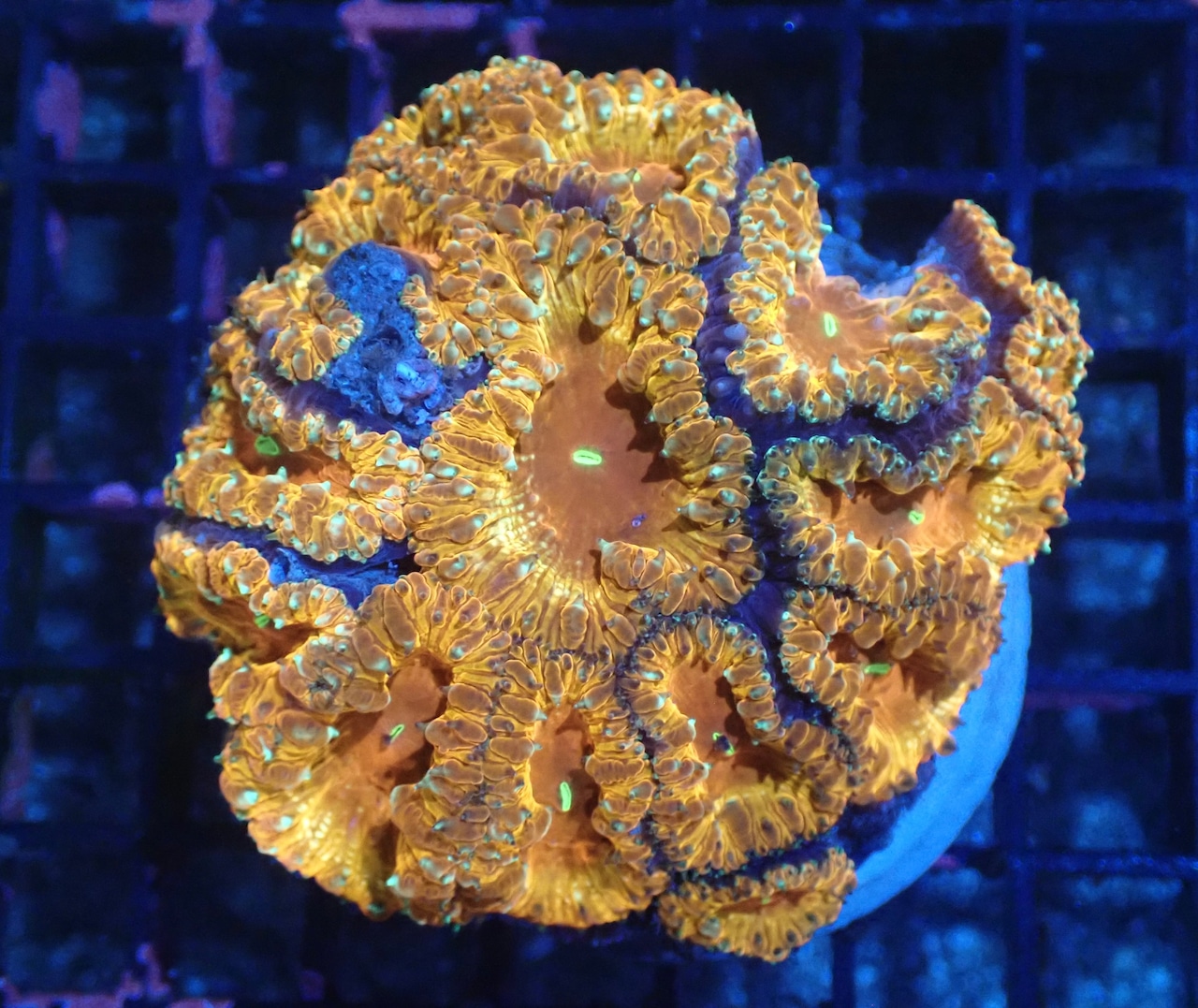 Blastomussa UniqueColor 8