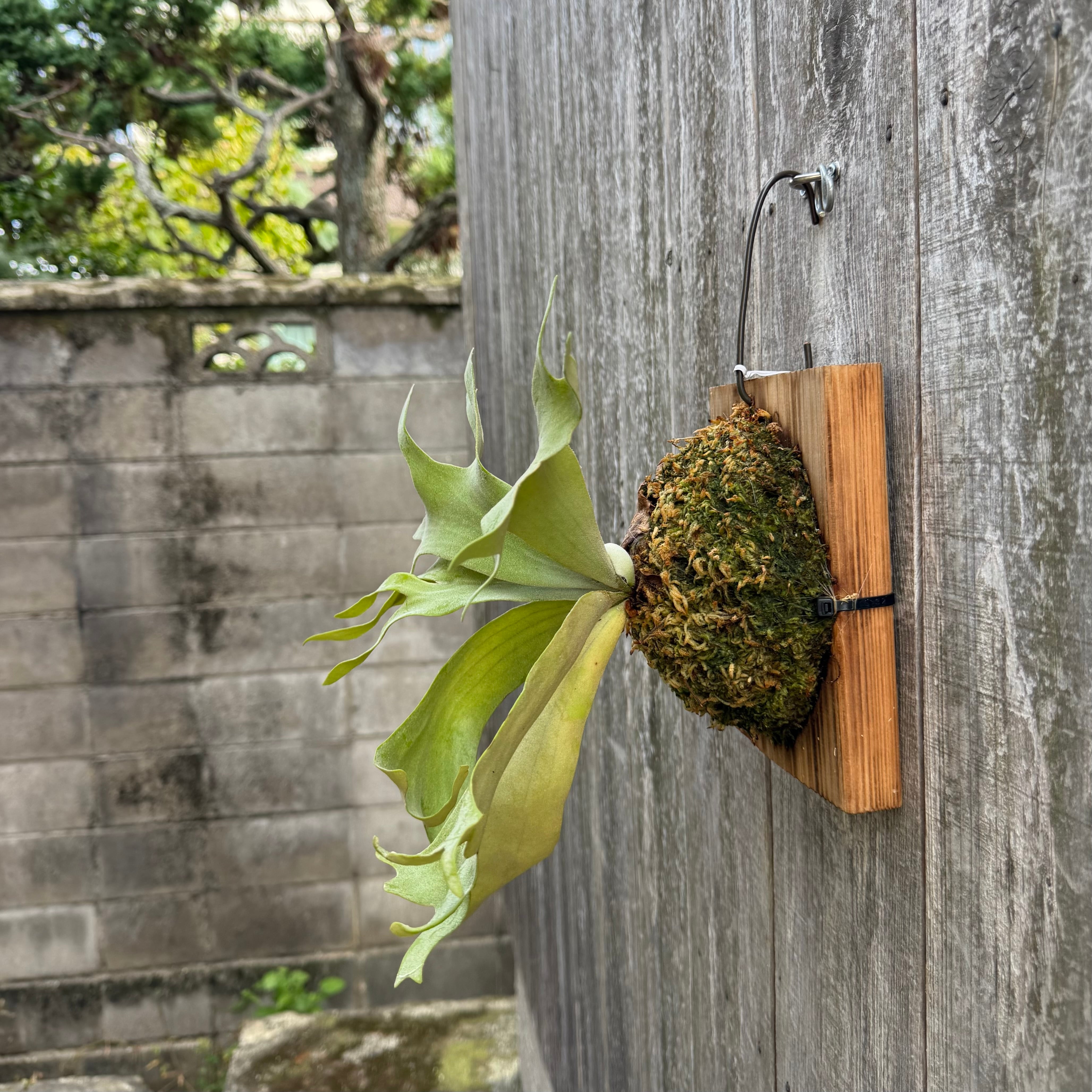 P. willinckii cv. Soho (sporeling) | naturefix