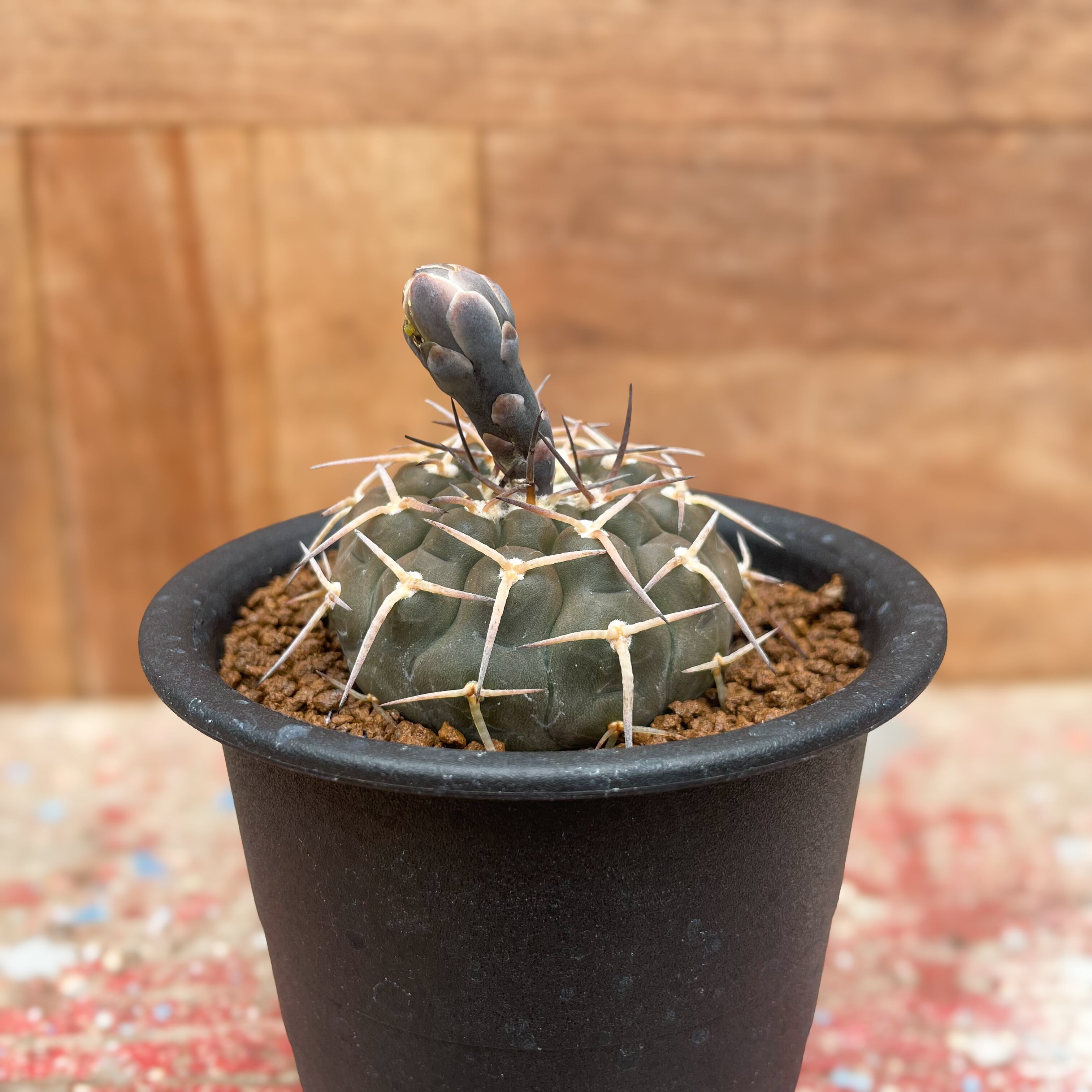 No.17 ギムノカリキュウムカラー種からの多肉植物です。 （（多肉植物 