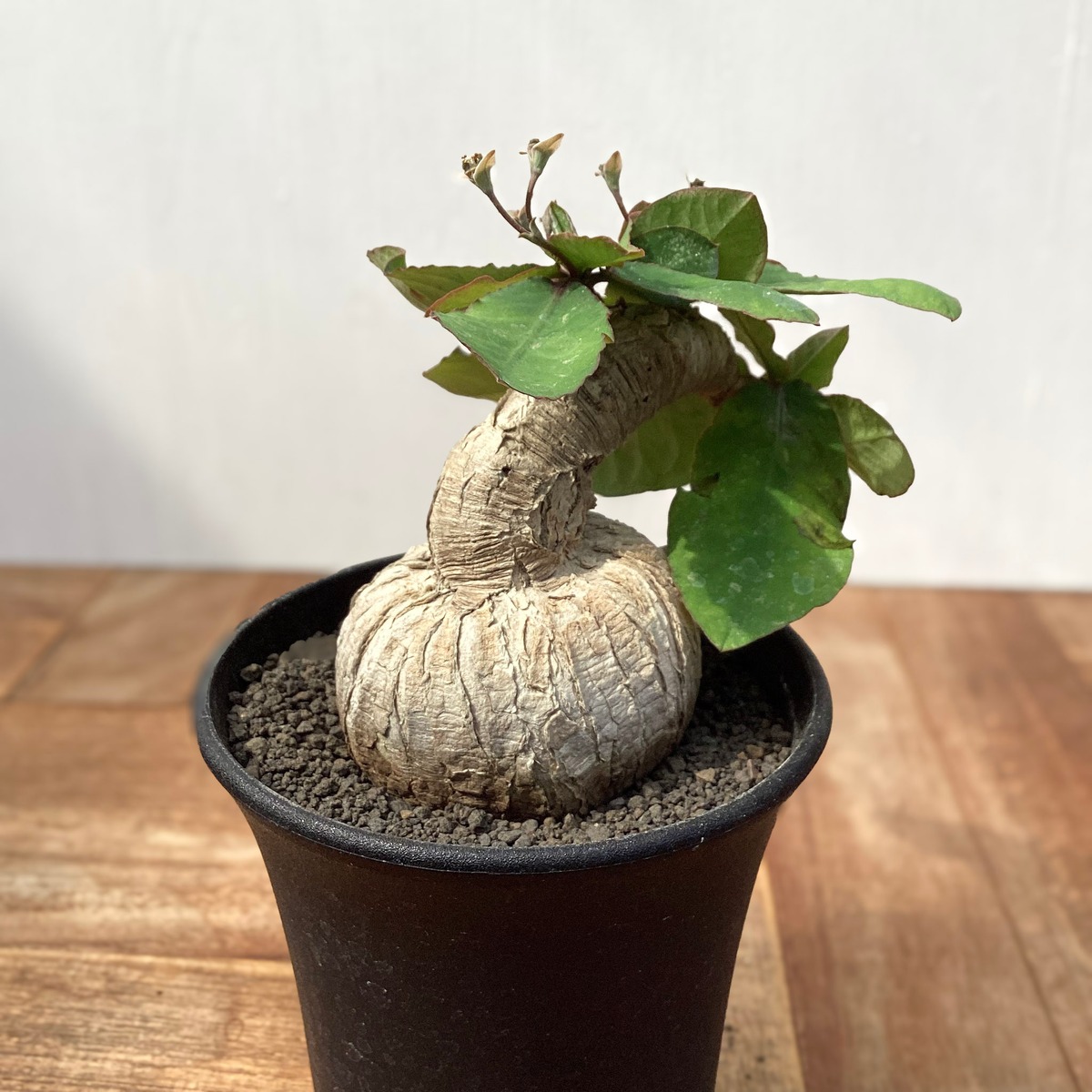 Euphorbia sp.ranohira【ユーフォルビア・ラノヒラ】 | RIMO