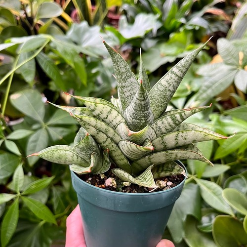 Sansevieria Marga サンセベリア マルガ SVM1 1株のみ