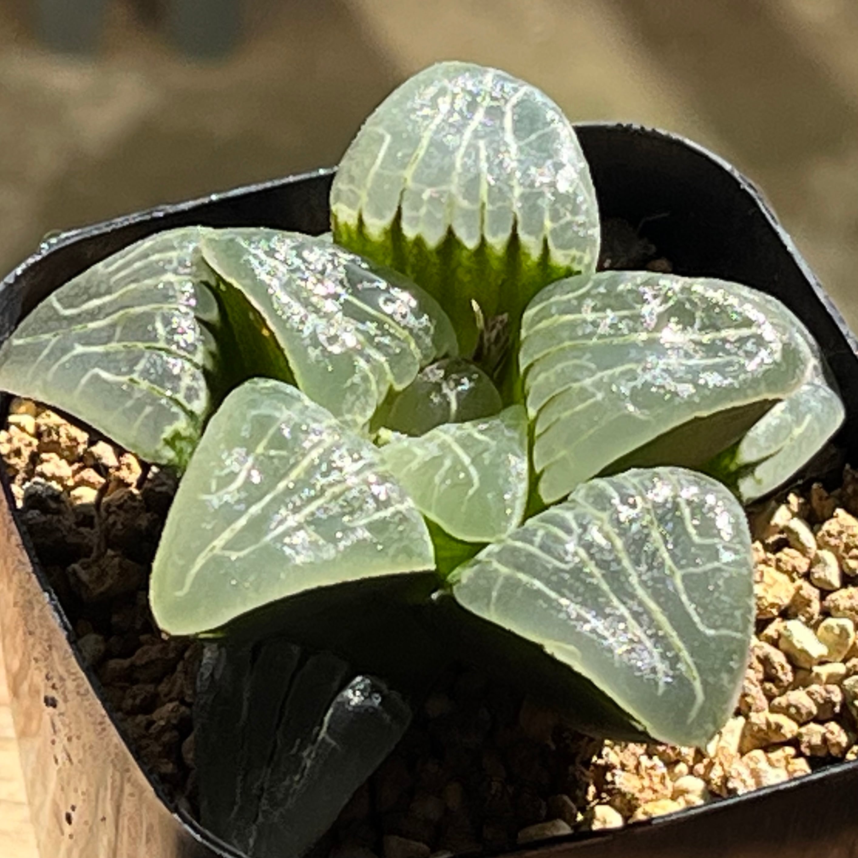 ハオルチア フェアリー | mocono_plants