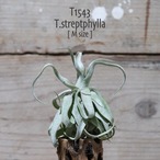 【送料無料】streptophylla M〔エアプランツ〕現品発送T1543